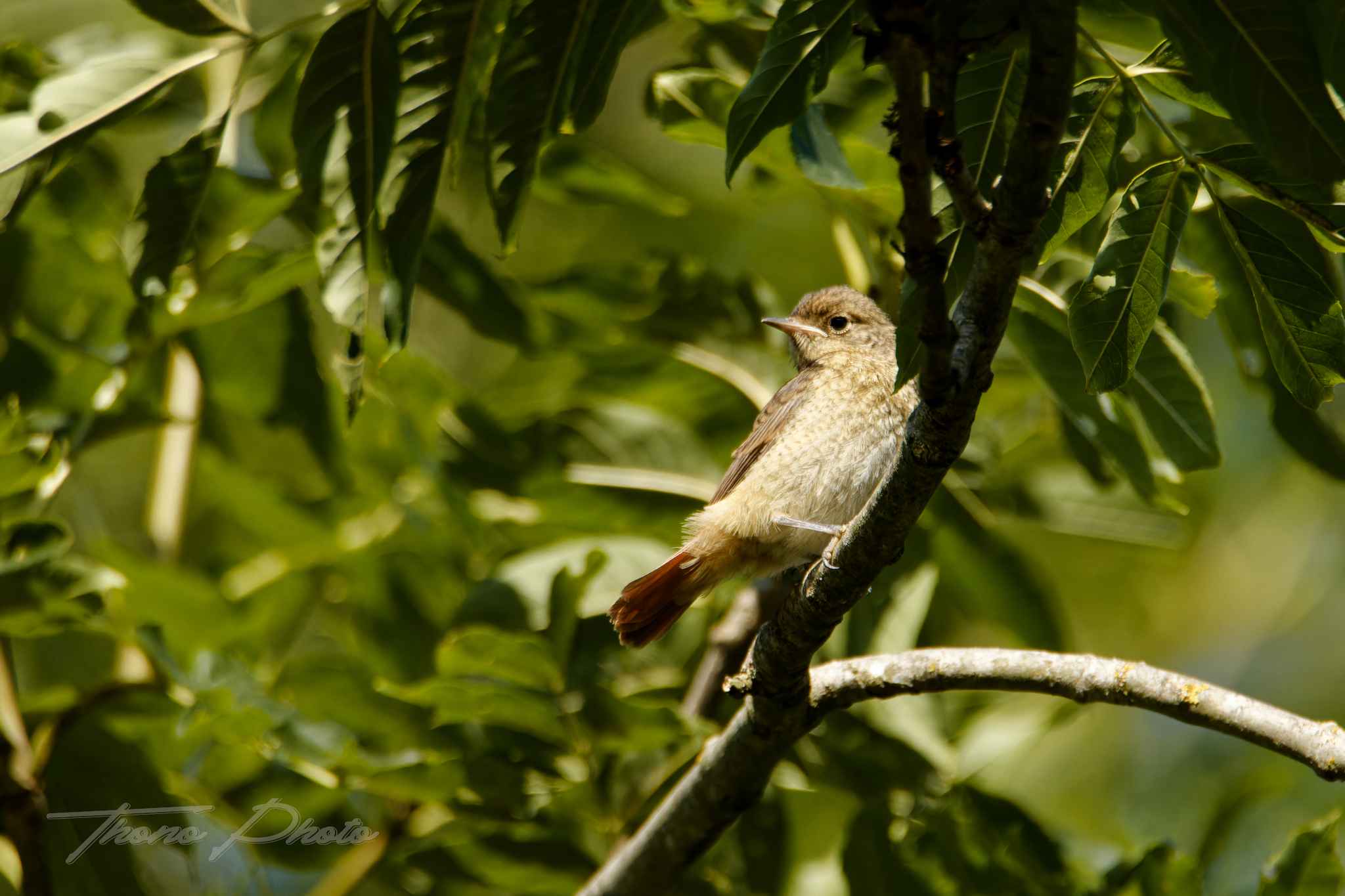 Rossignol philomele boulleret 2025 07 05 5044f