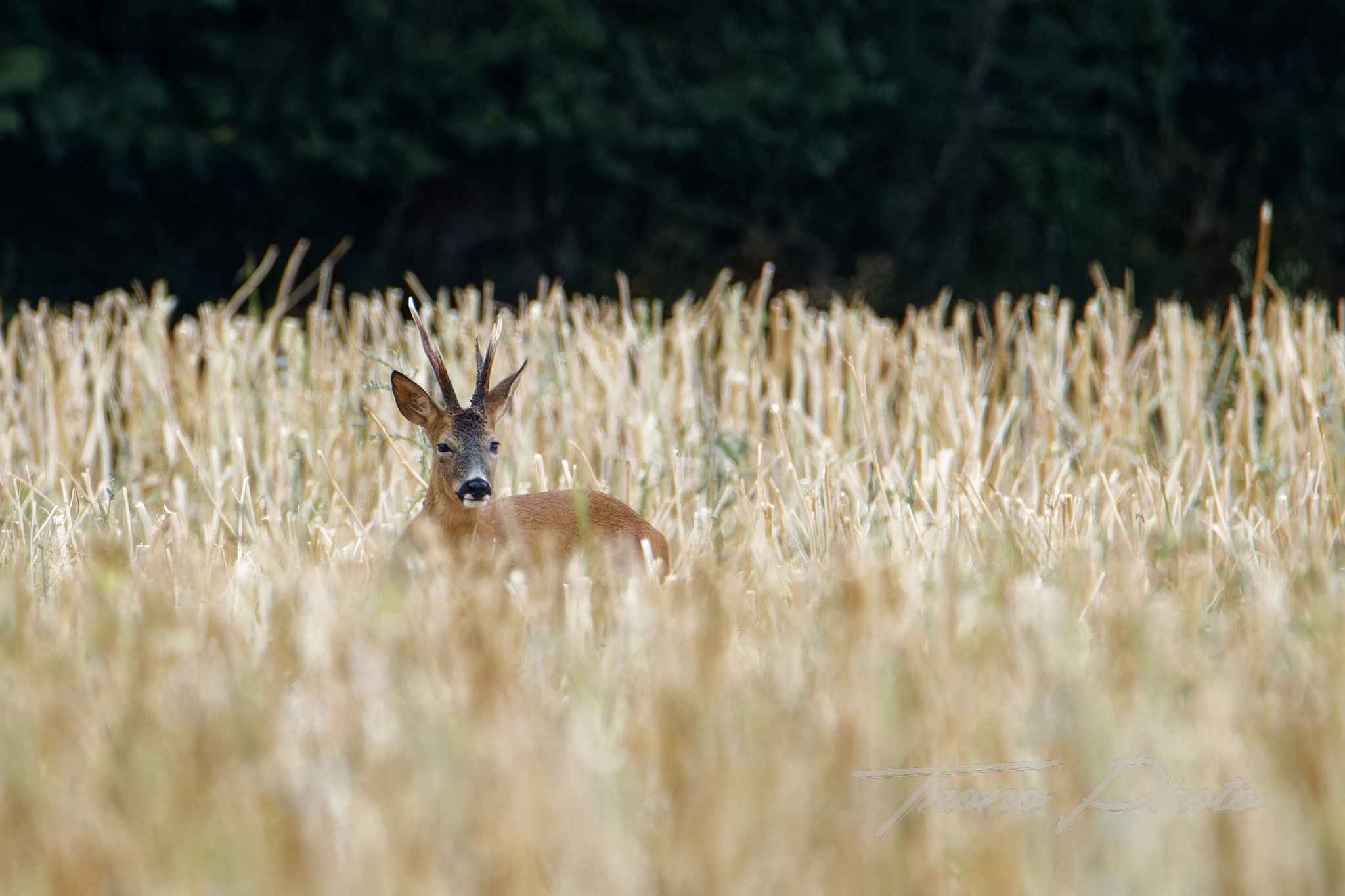 Chevreuil-Boulleret-2025-07-07-5208F