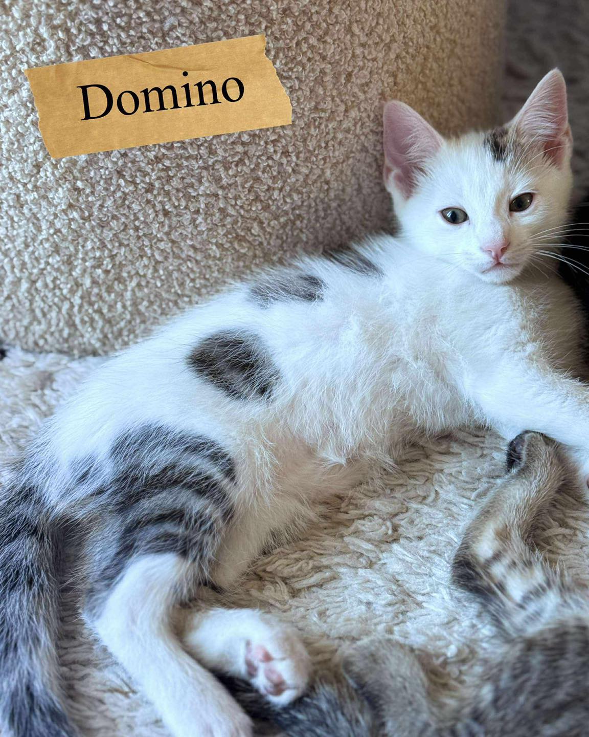 Domino