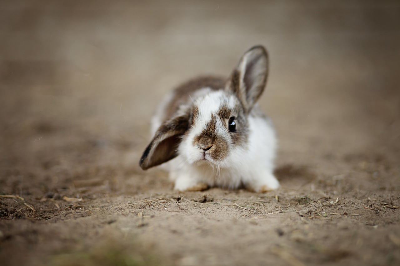 Rabbit-4890861 1280
