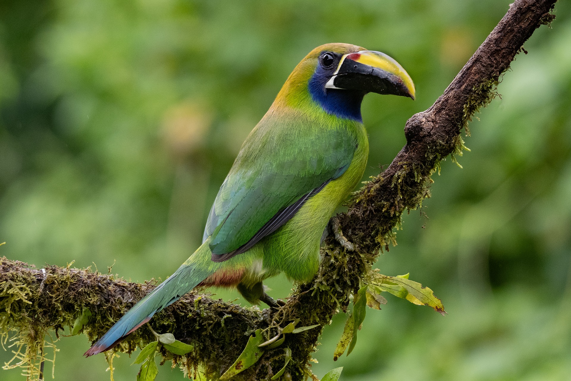 Costa-Rica