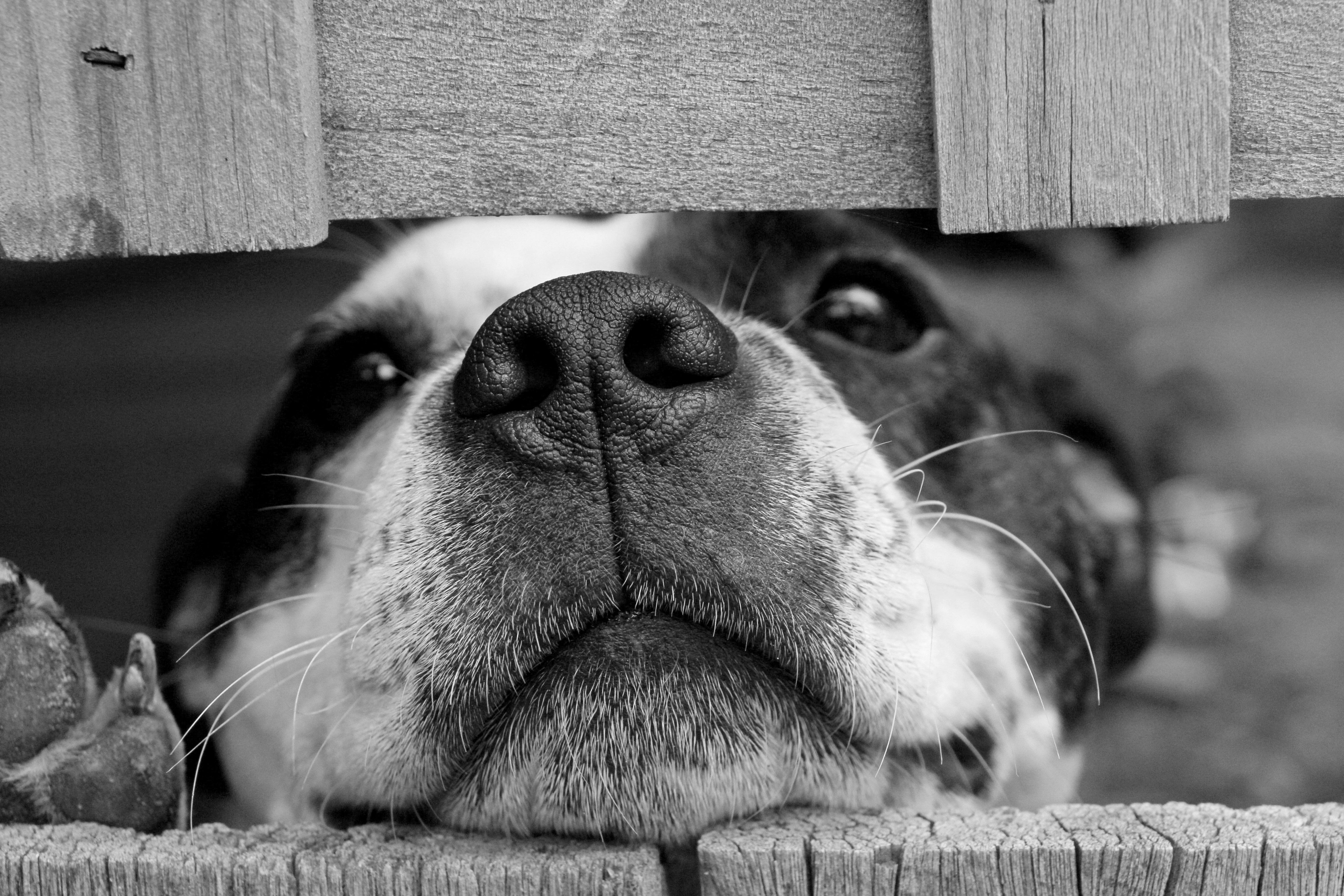 chien agressif avec ses congénères