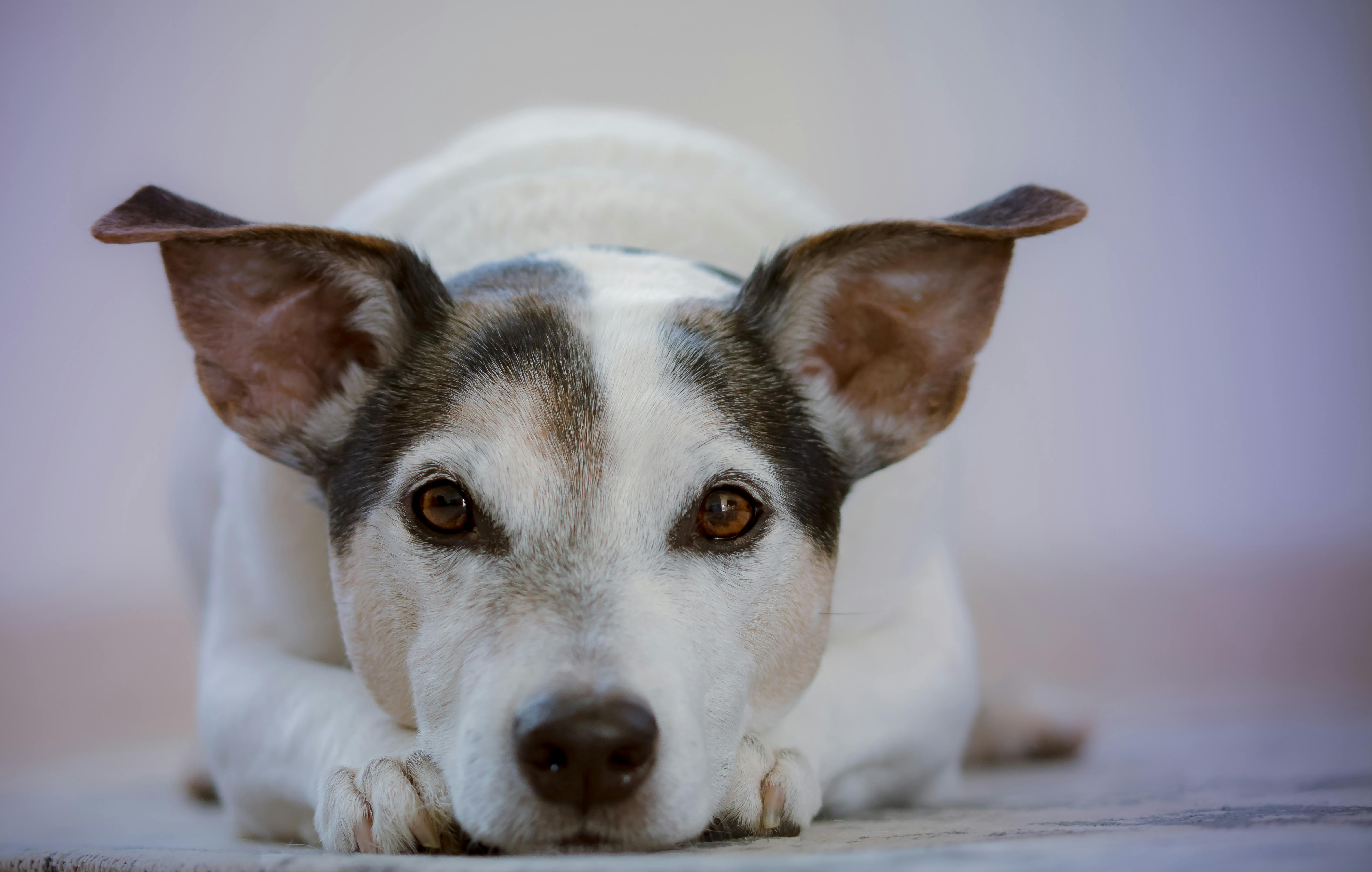 mon chien attaque mon autre chien sans raison