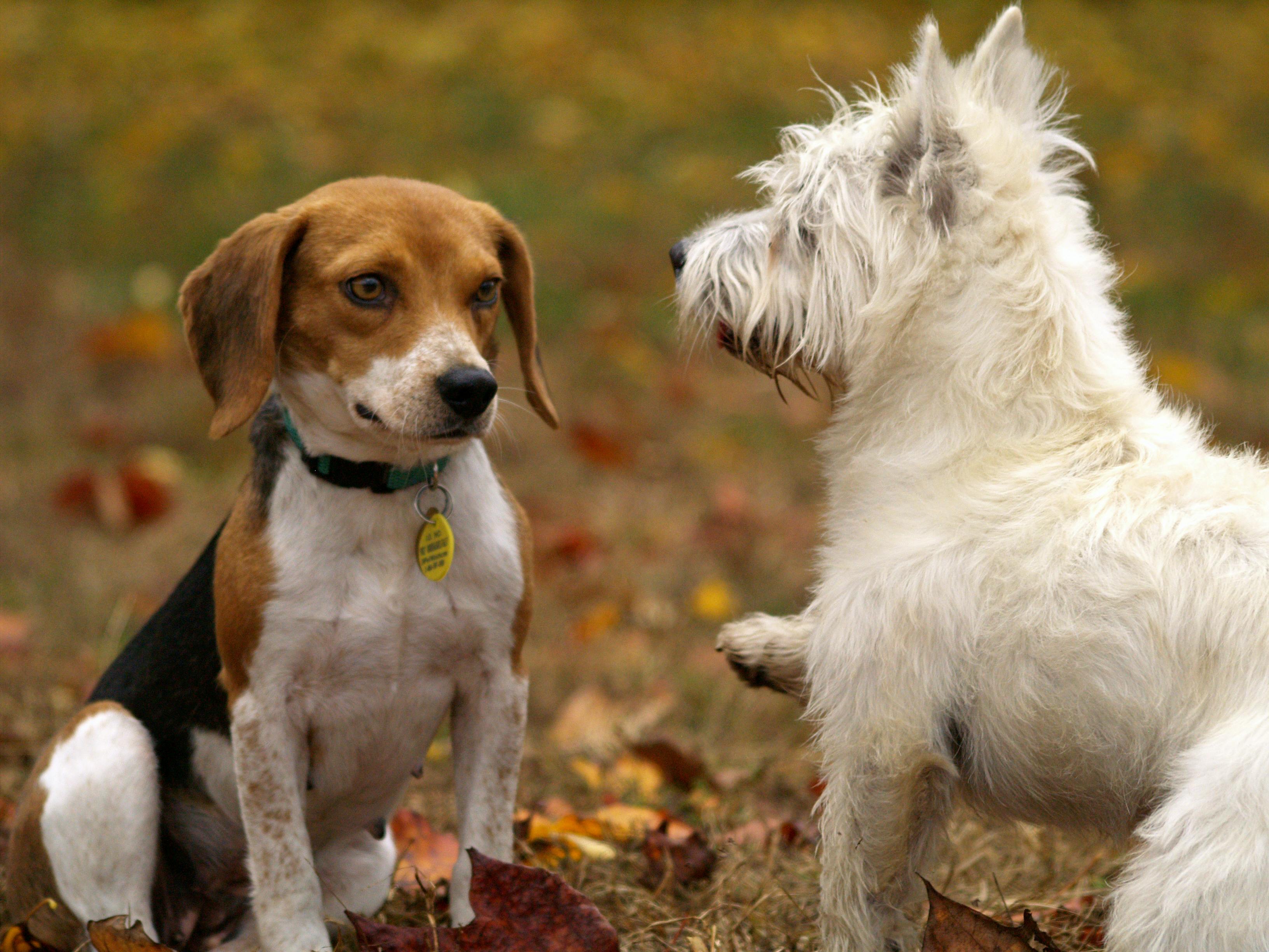 tableau du langage du chien