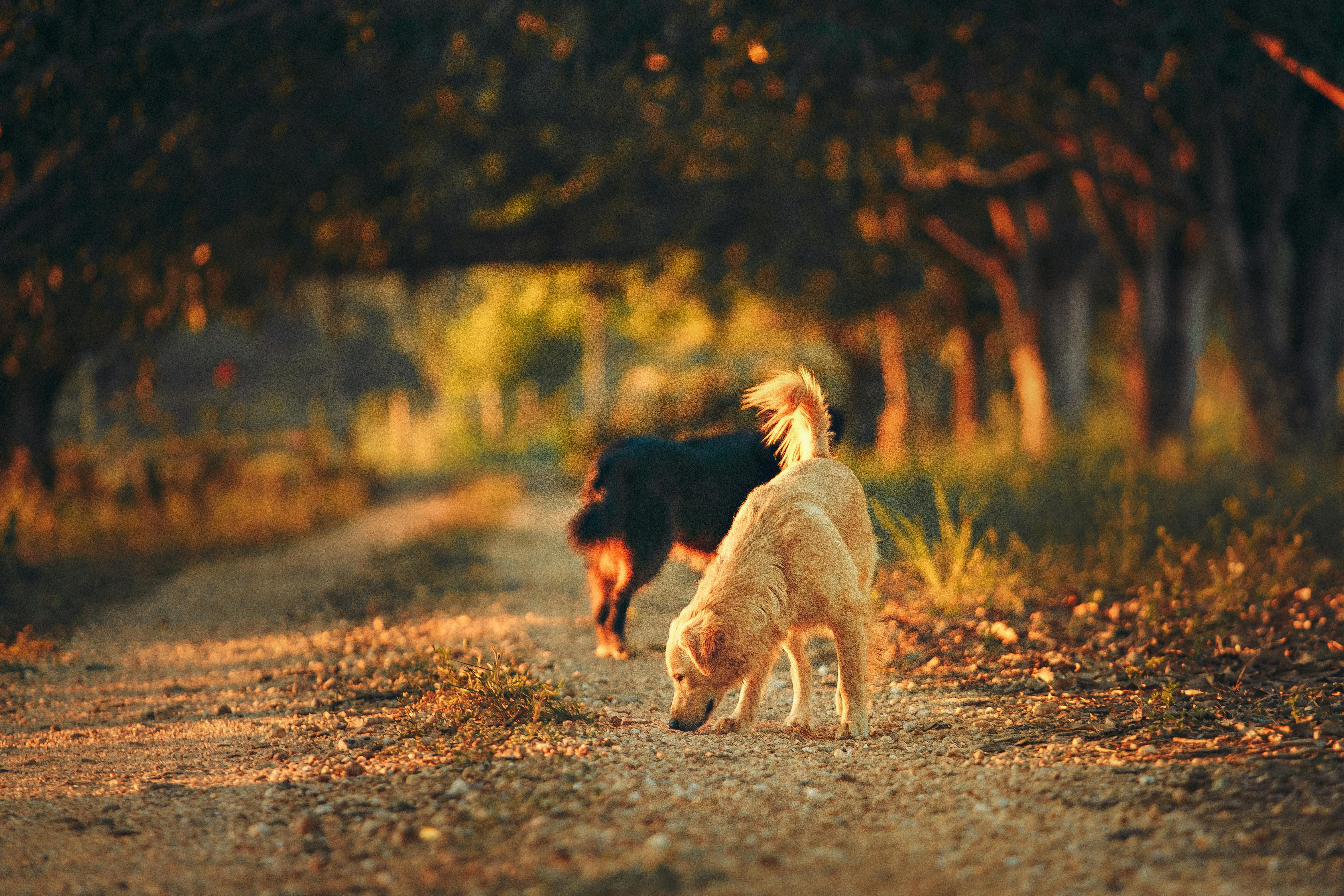 mythes sur le langage du chien