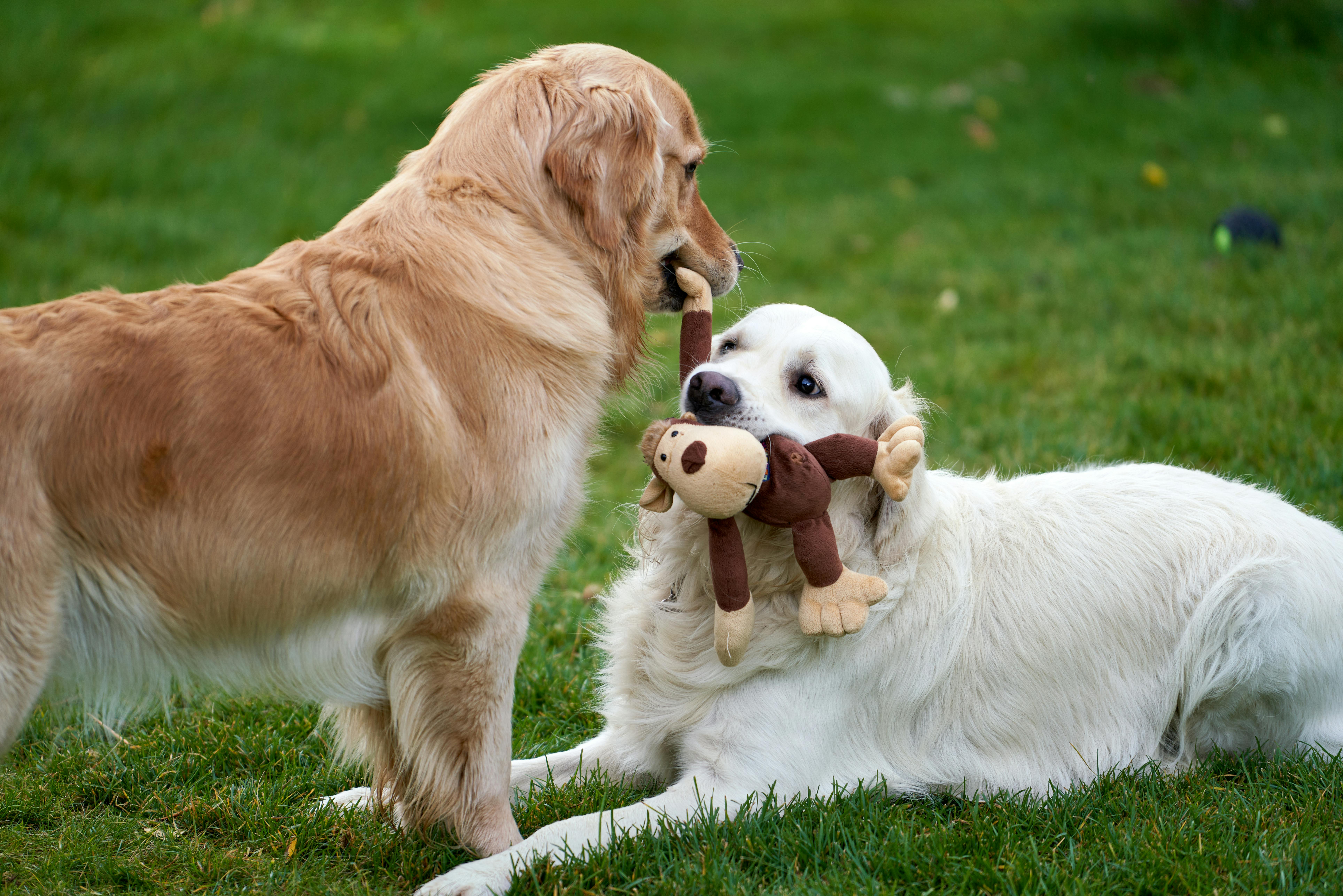 techniques décoder signaux non-verbaux chien