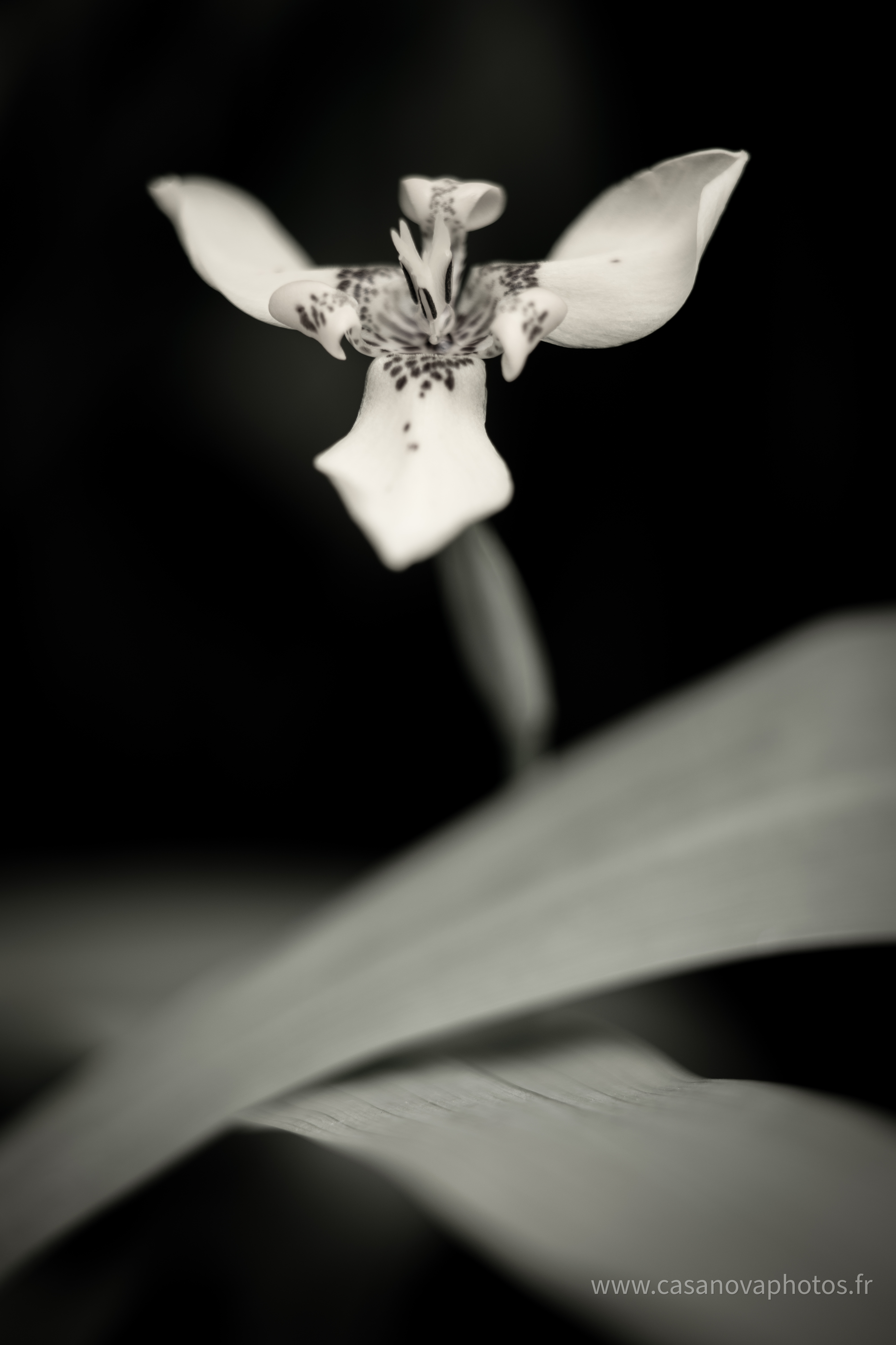 4s6a0963