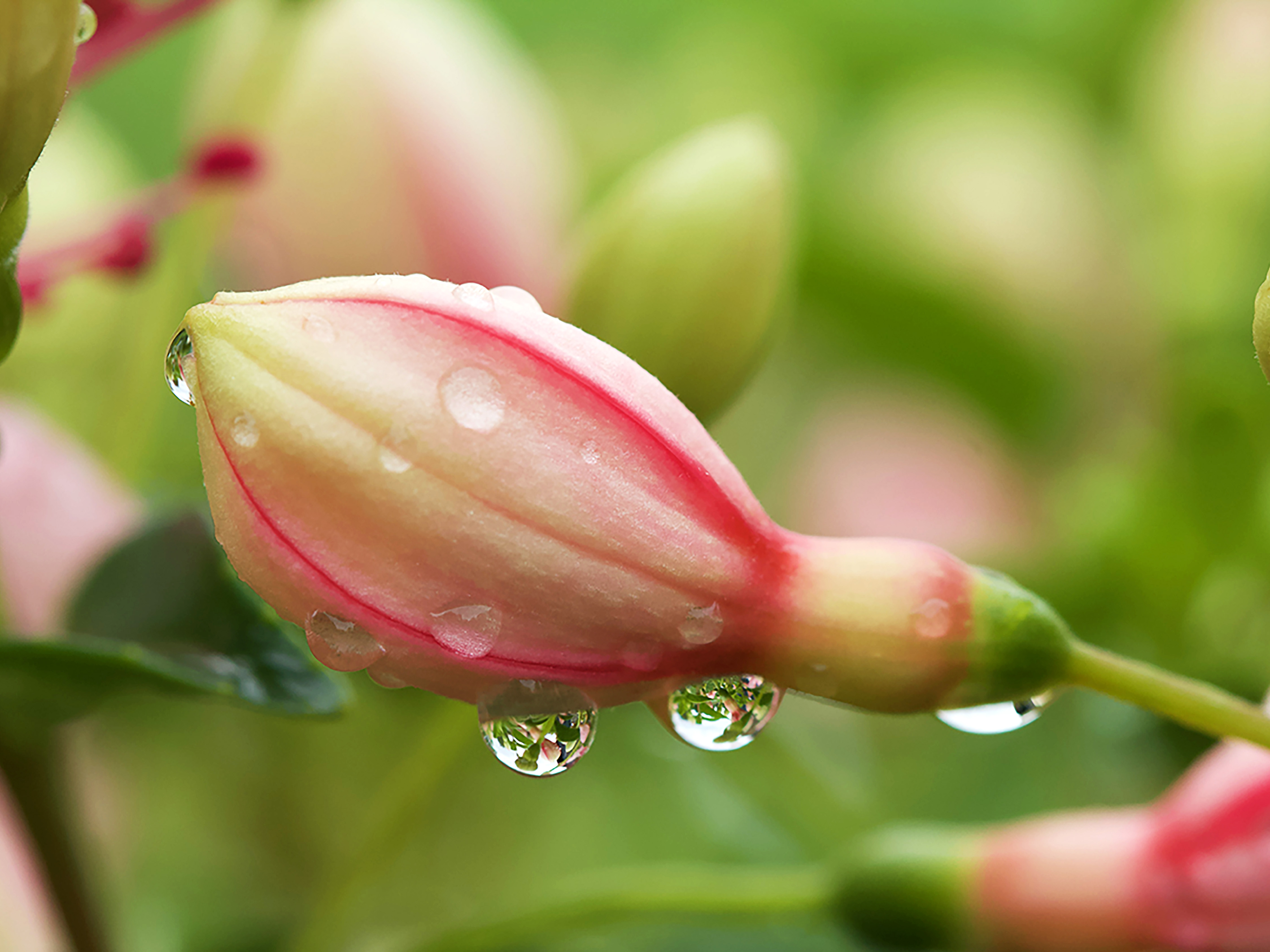 Fuchsia eau 25 c