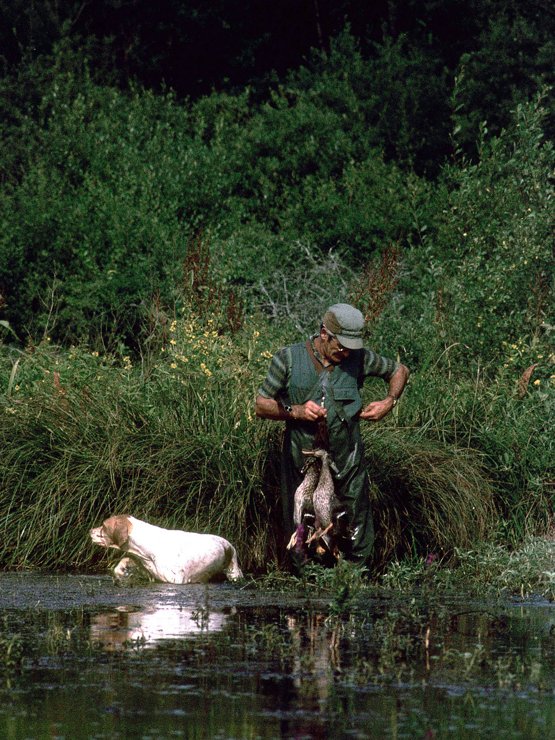 Chasse c redim