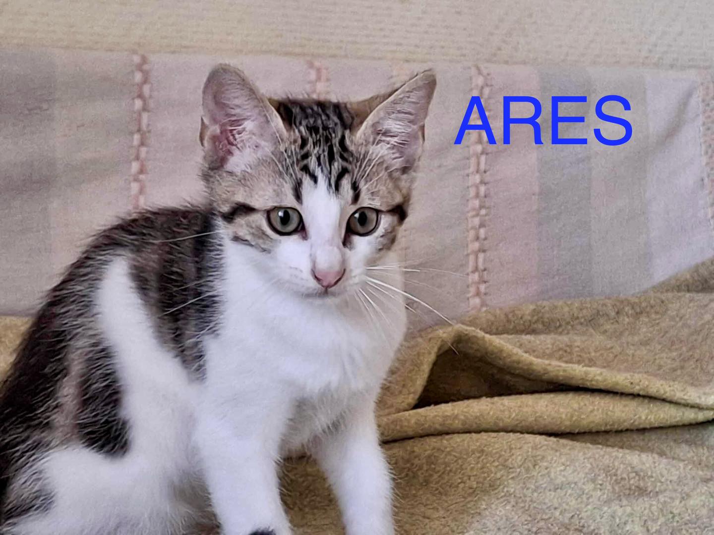 Ares