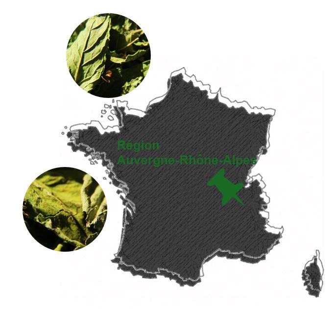 Menthe-Basilic