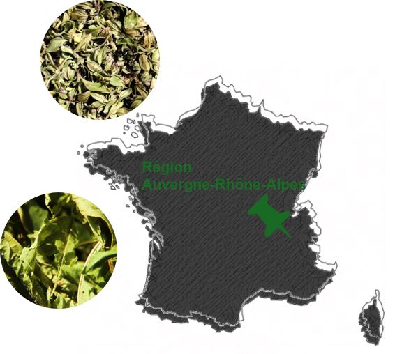 Thym-Verveine
