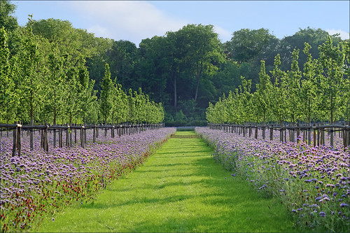 🌿 Plantes mellifères : quand le jardin devient un refuge pour les abeilles