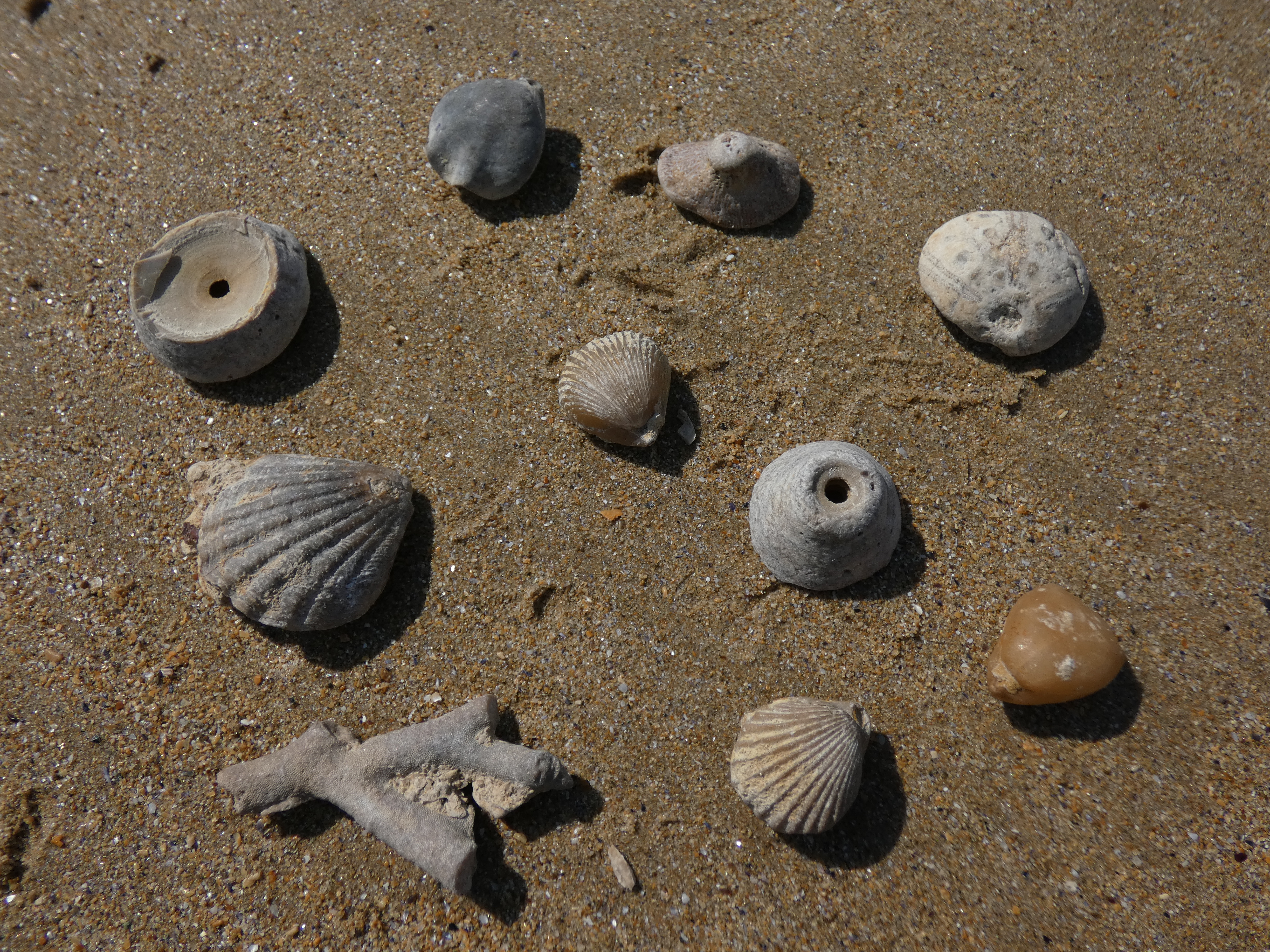 Fossiles du Bathonien typiques de Luc-sur-Mer.