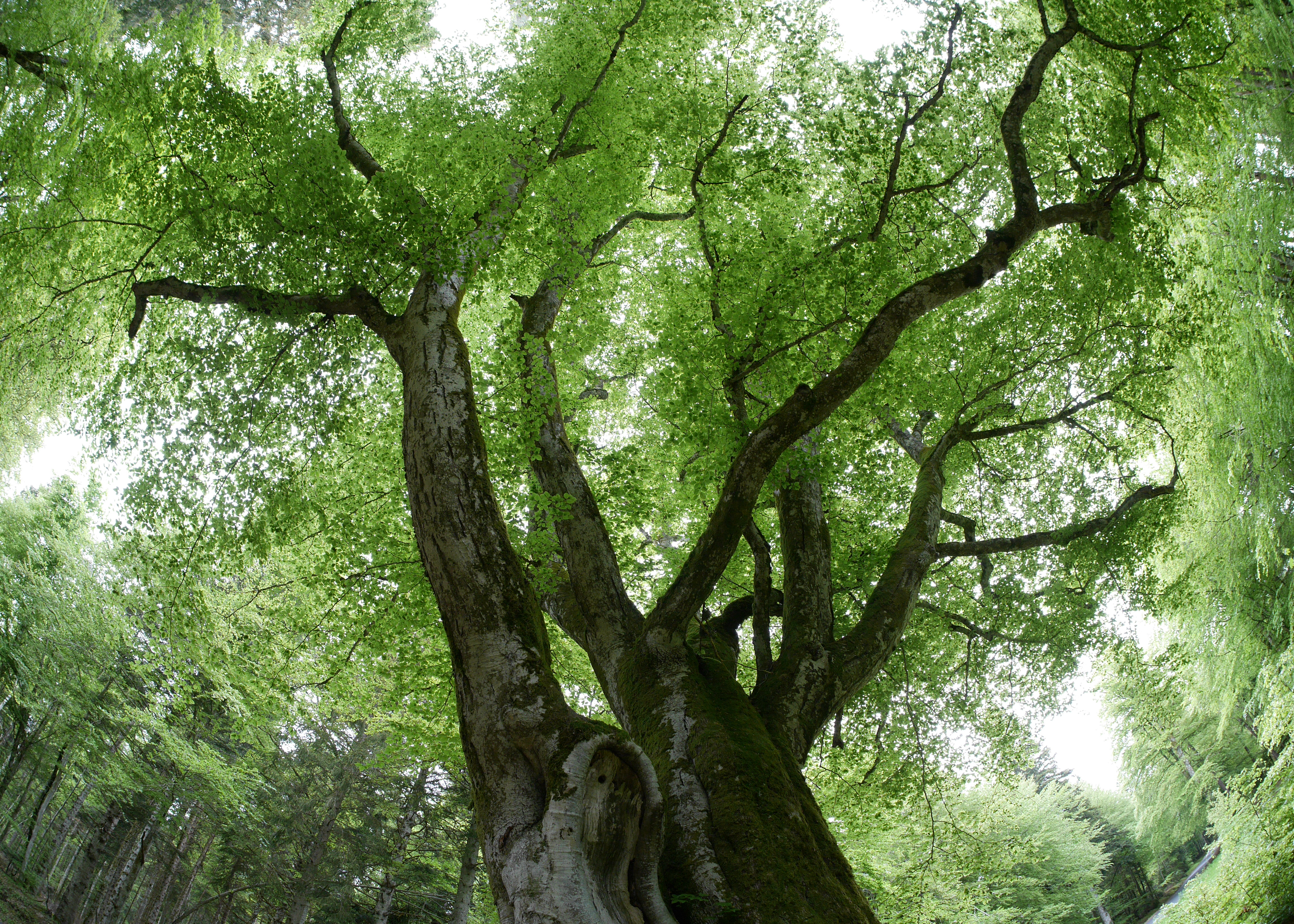 Les conditions sociales du FSSD