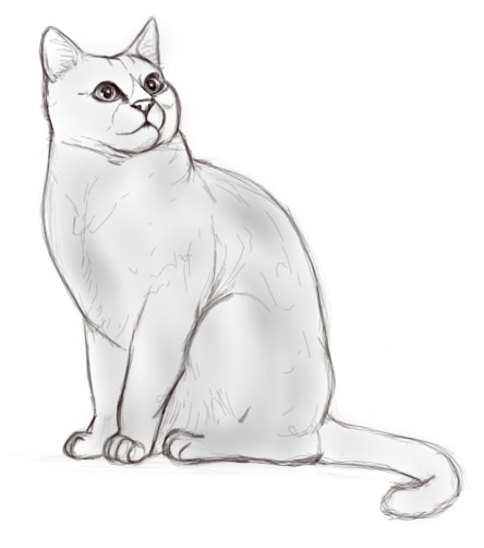 Dessiner-poil-fourrure-chat-1