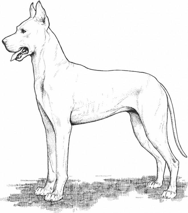 Chien-sage-au-crayon-1460-660x400