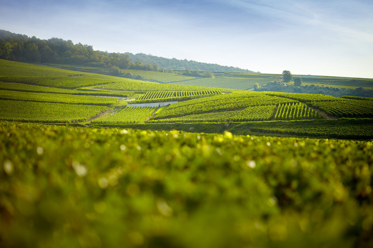 Vignoble-de-bouzy-grand-cru-12