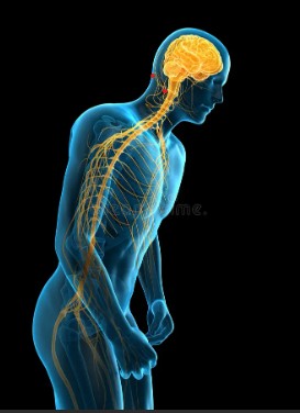 Parkinson-1-system-nerveux