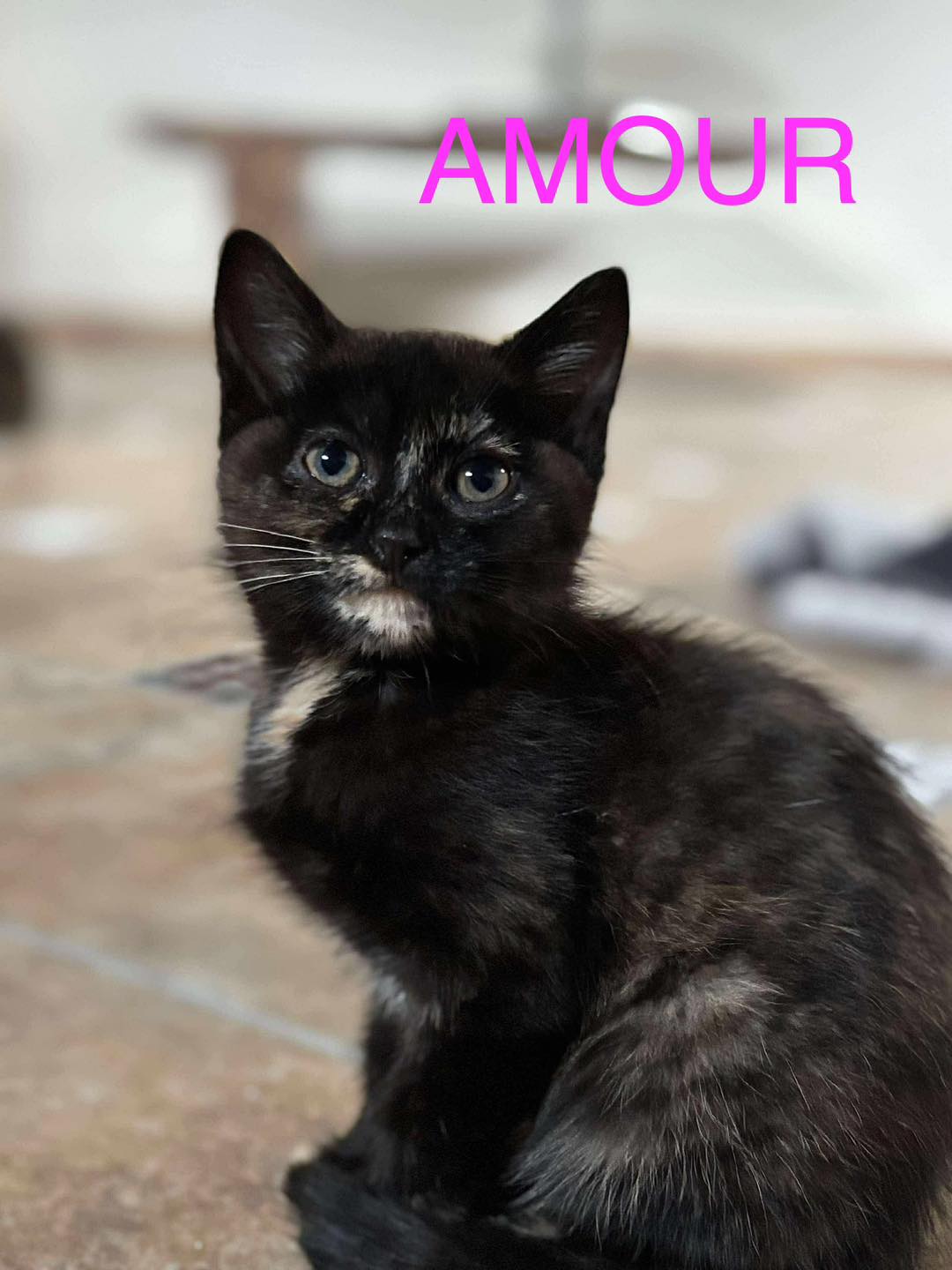 Amour