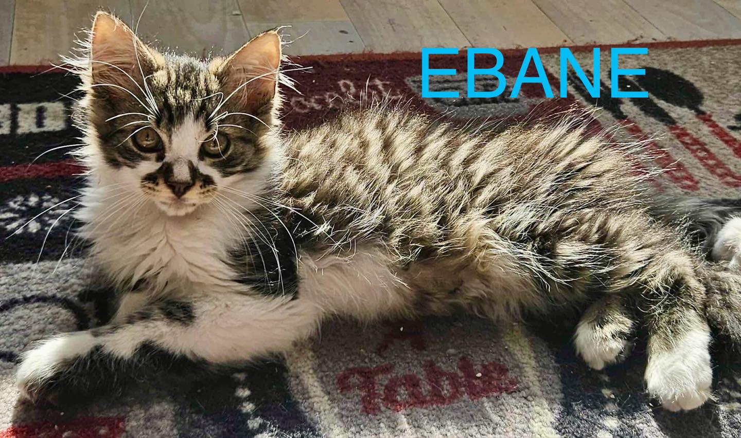 Ebane