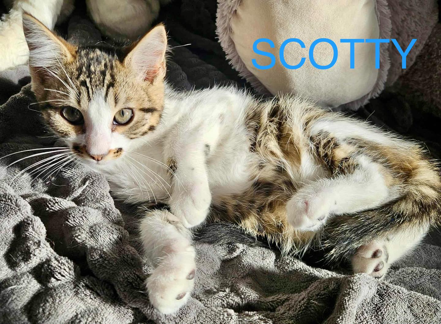 Scotty