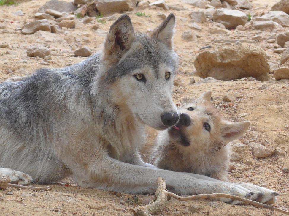 Loup
