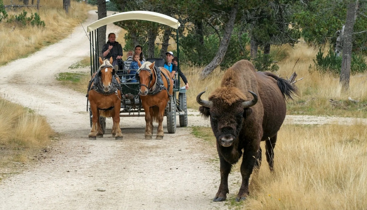 Bison