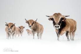 Aubrac2