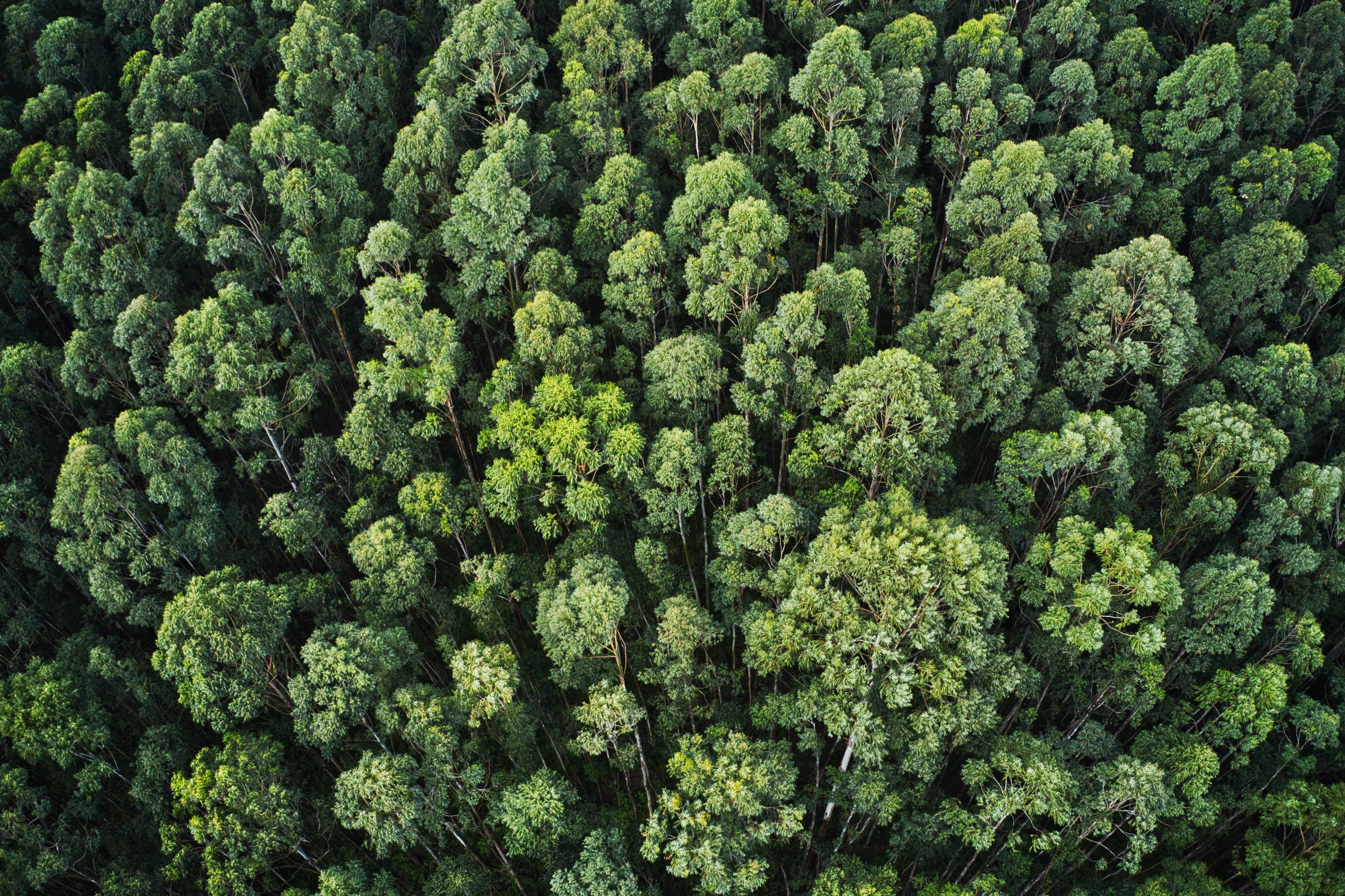 Vue aerienne d une foret epaisse avec de beaux arbres et de verdure