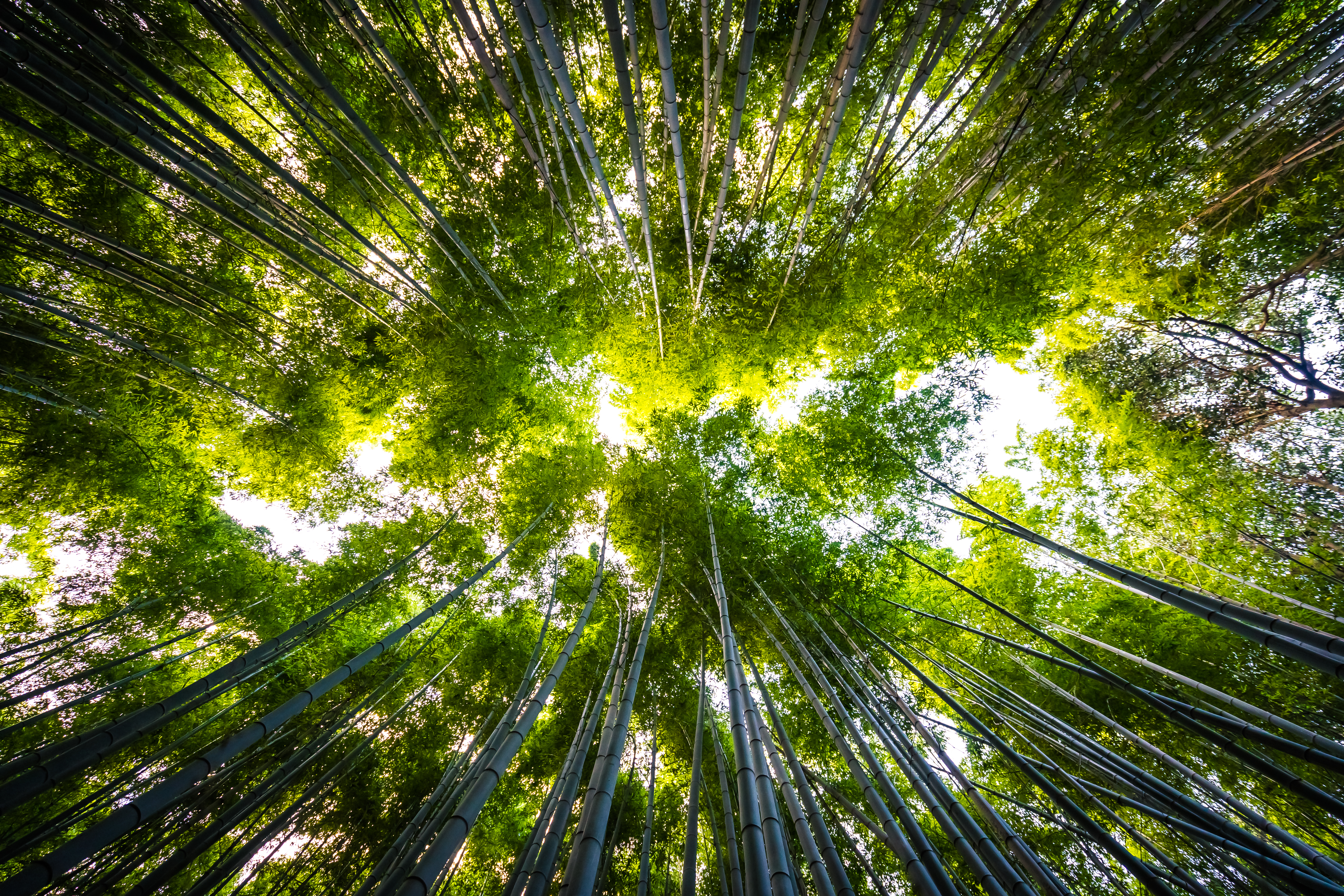 Beau paysage de bambouseraie dans la foret d arashiyama kyoto