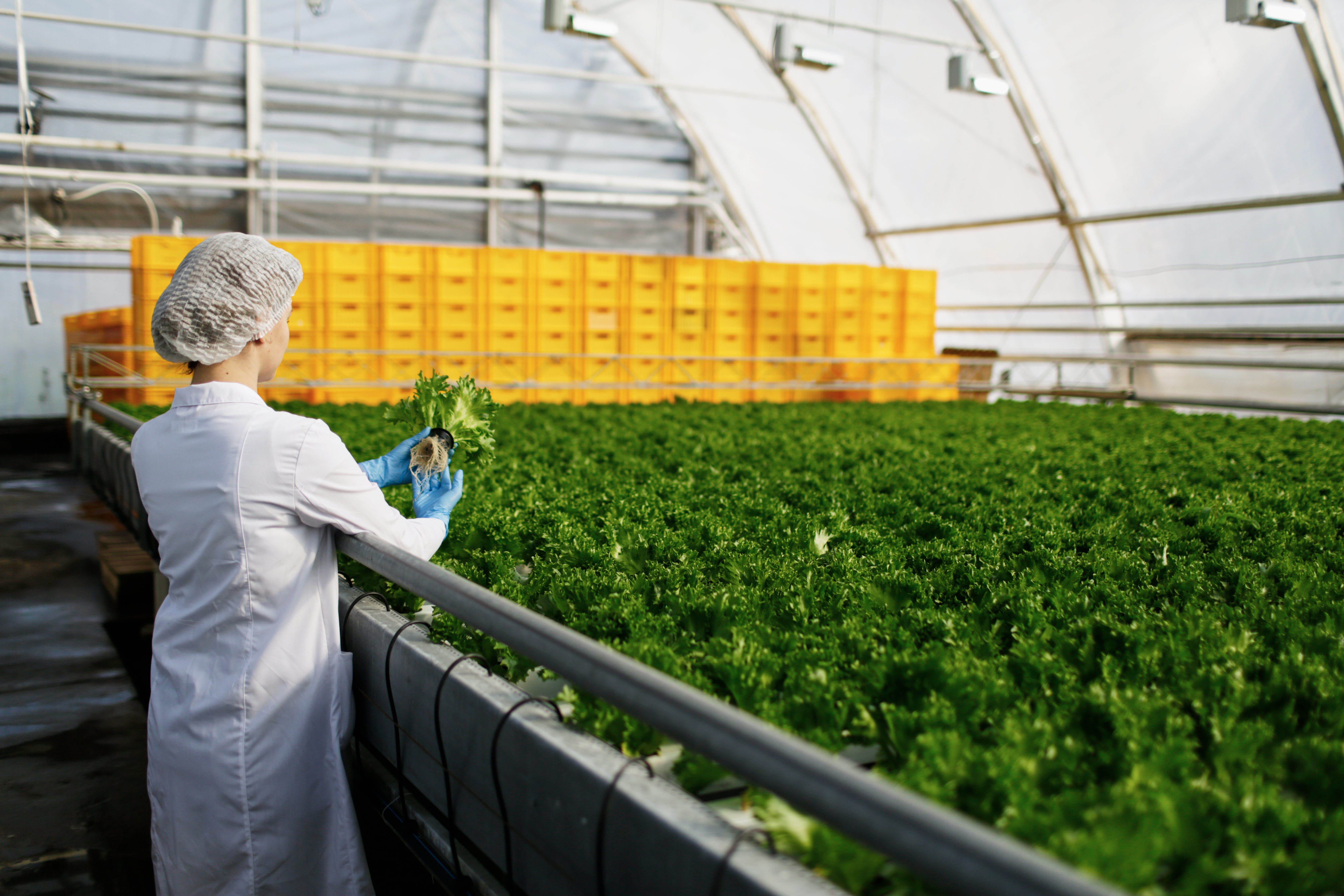 Ingenieur-en-biotechnologie-examinant-une-plante-pour-la-maladie