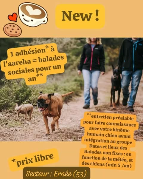 Balades-canines-sociales