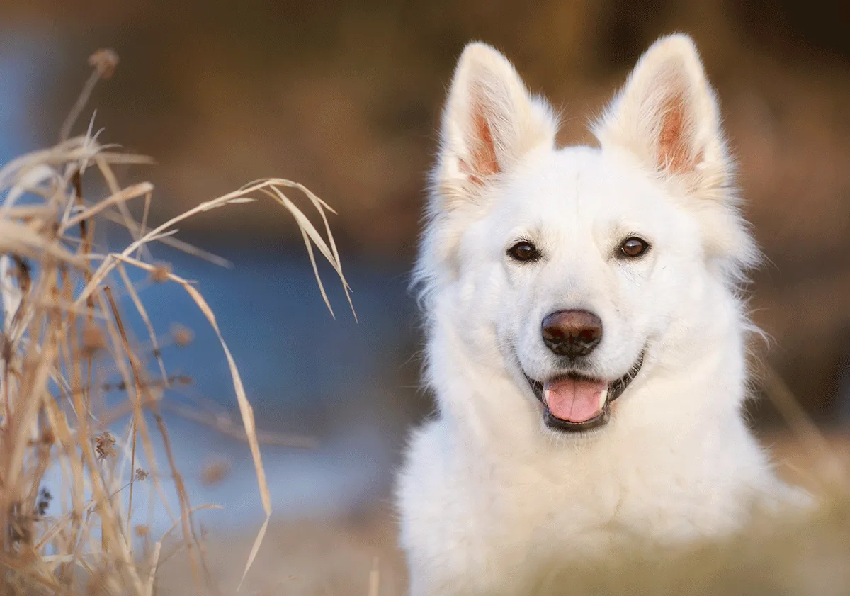 Contenu2 focus sur le berger blanc suisse 7c4561b973 1dymnxwfgs