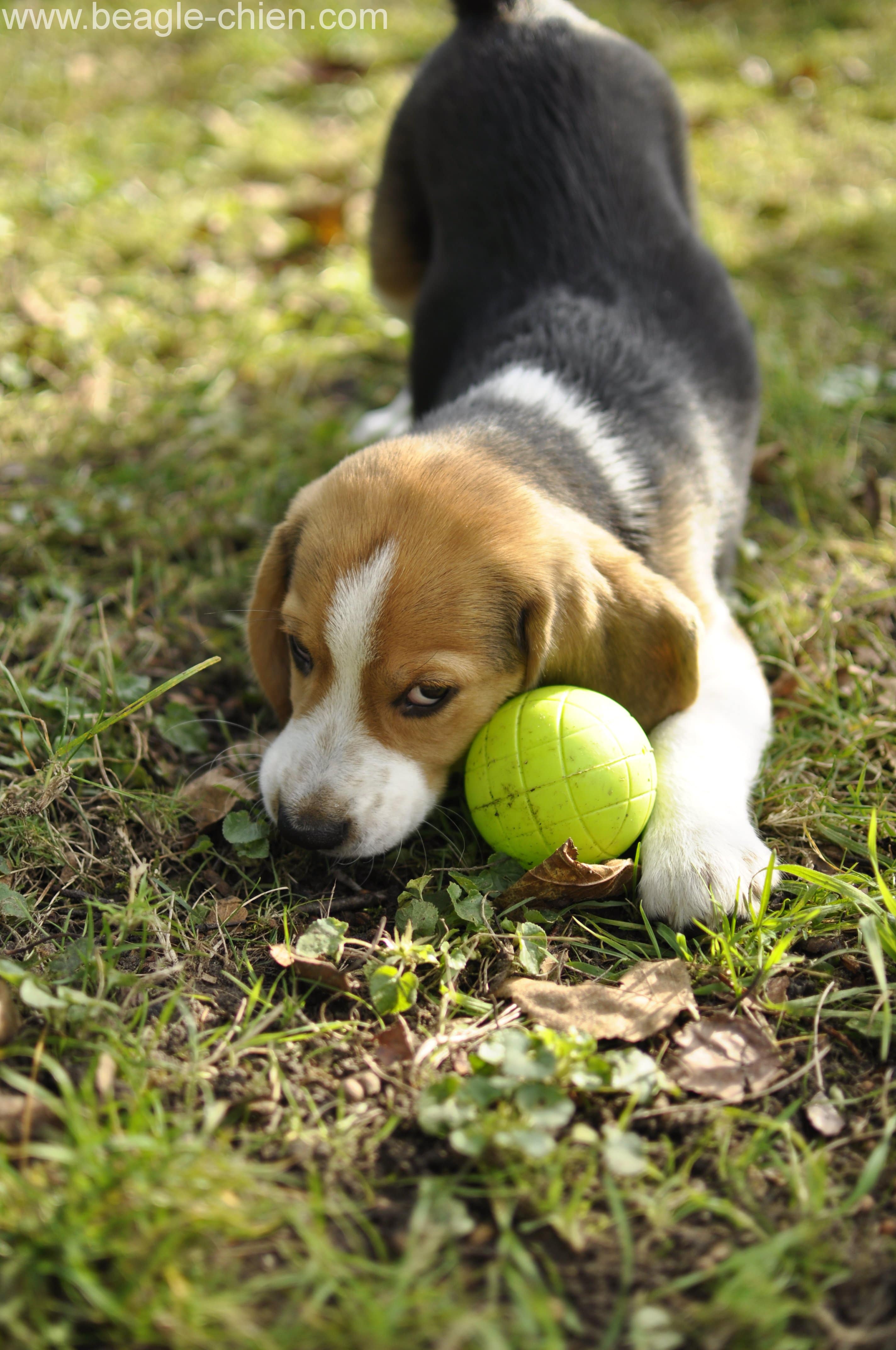 Moody bebe chiot beagle balle