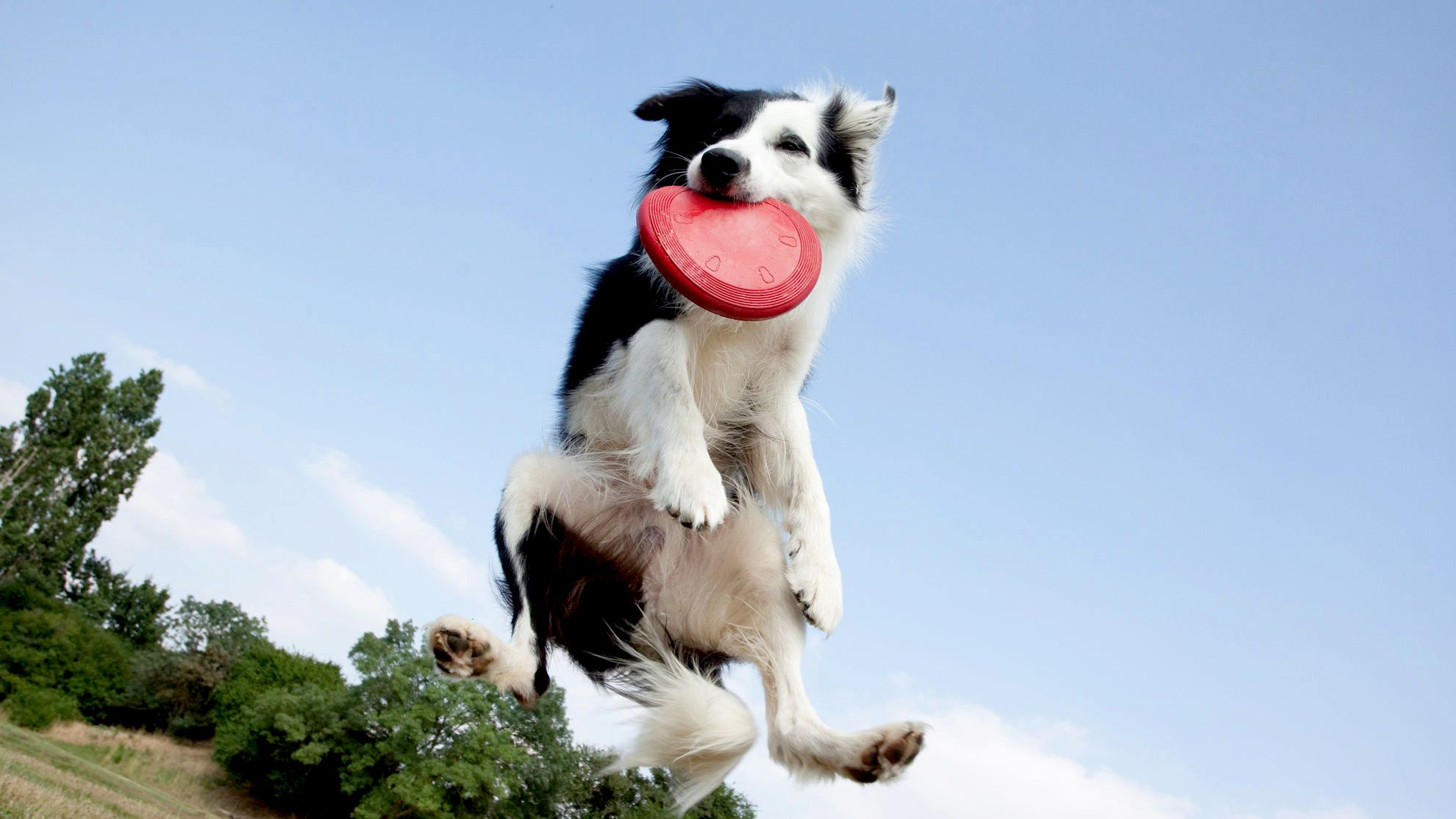 Bp lot 1 border collie couleur activity