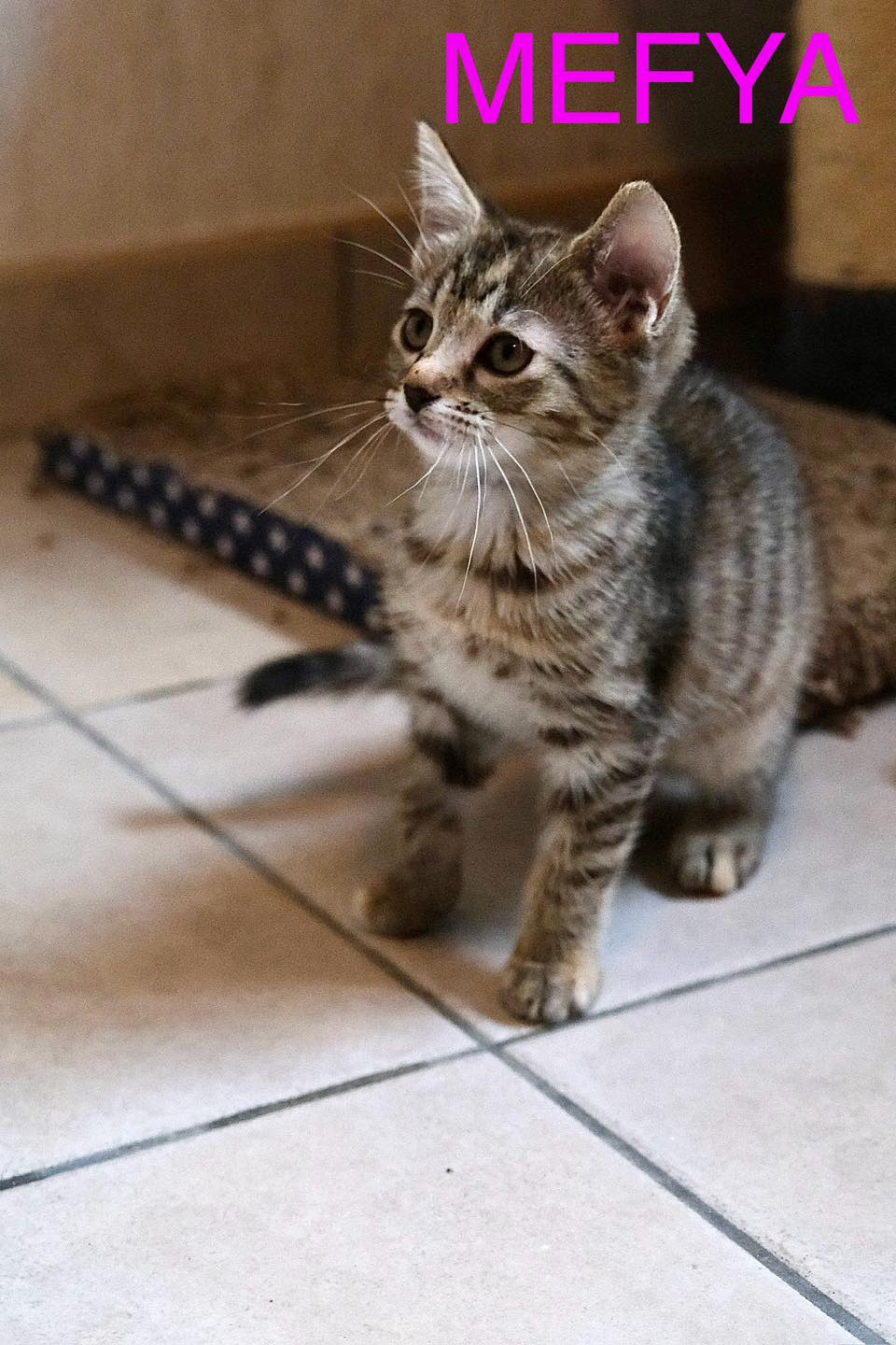Mefya