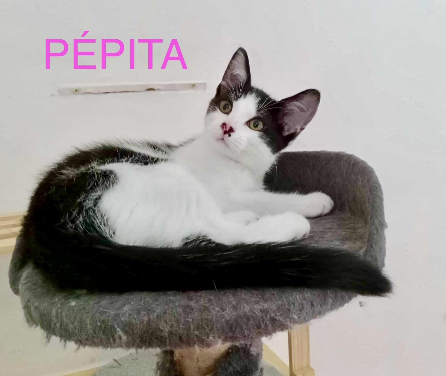 Pepita