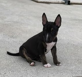 Addison