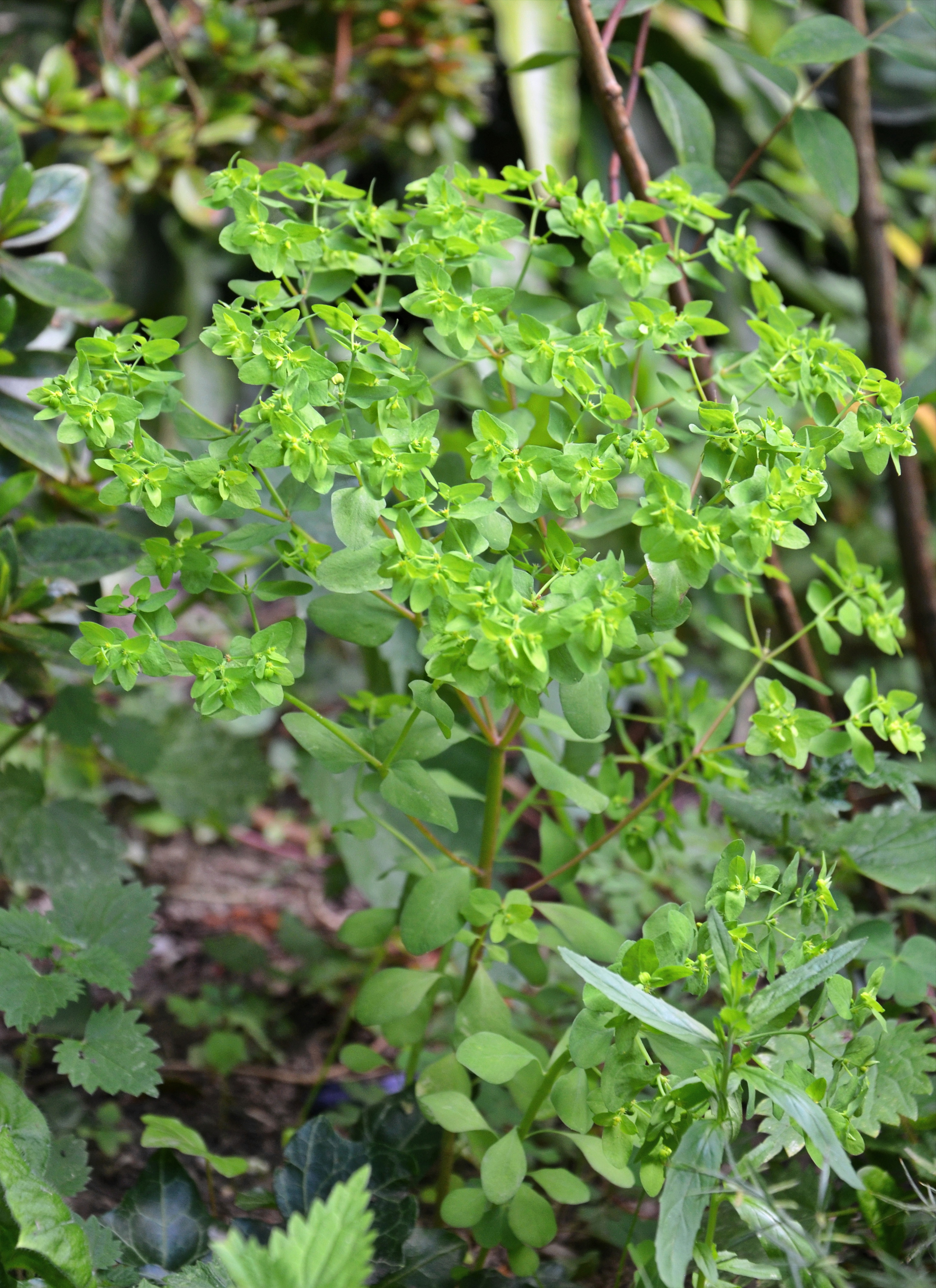 Euphorbe-reveille-matin-web-001