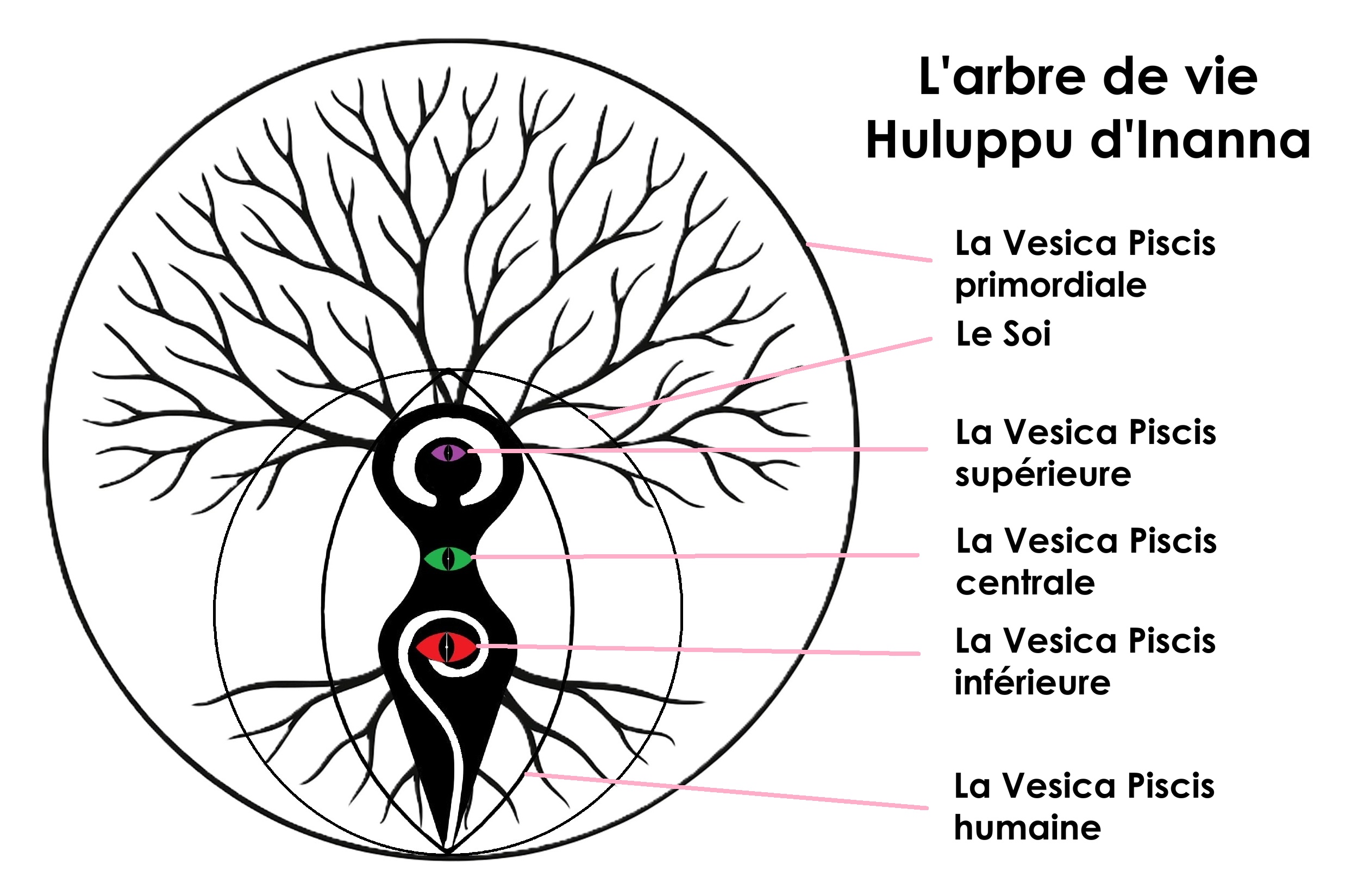 Arbre-de-vie-et-Vesica-humaine