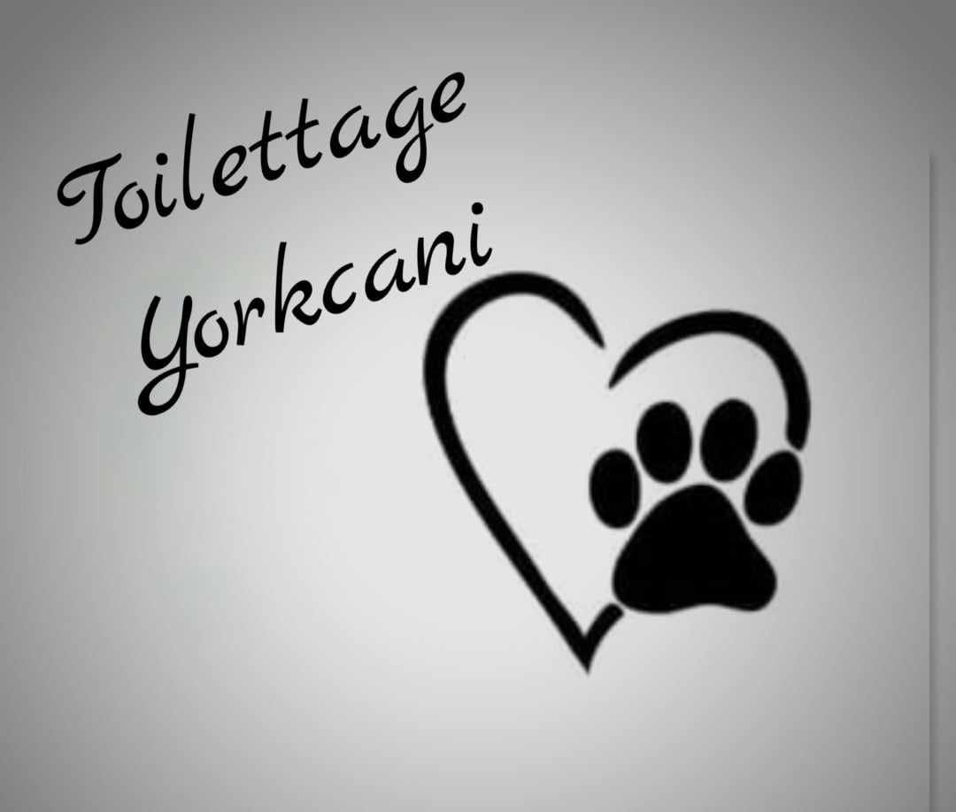 Toilettage-yorkcani