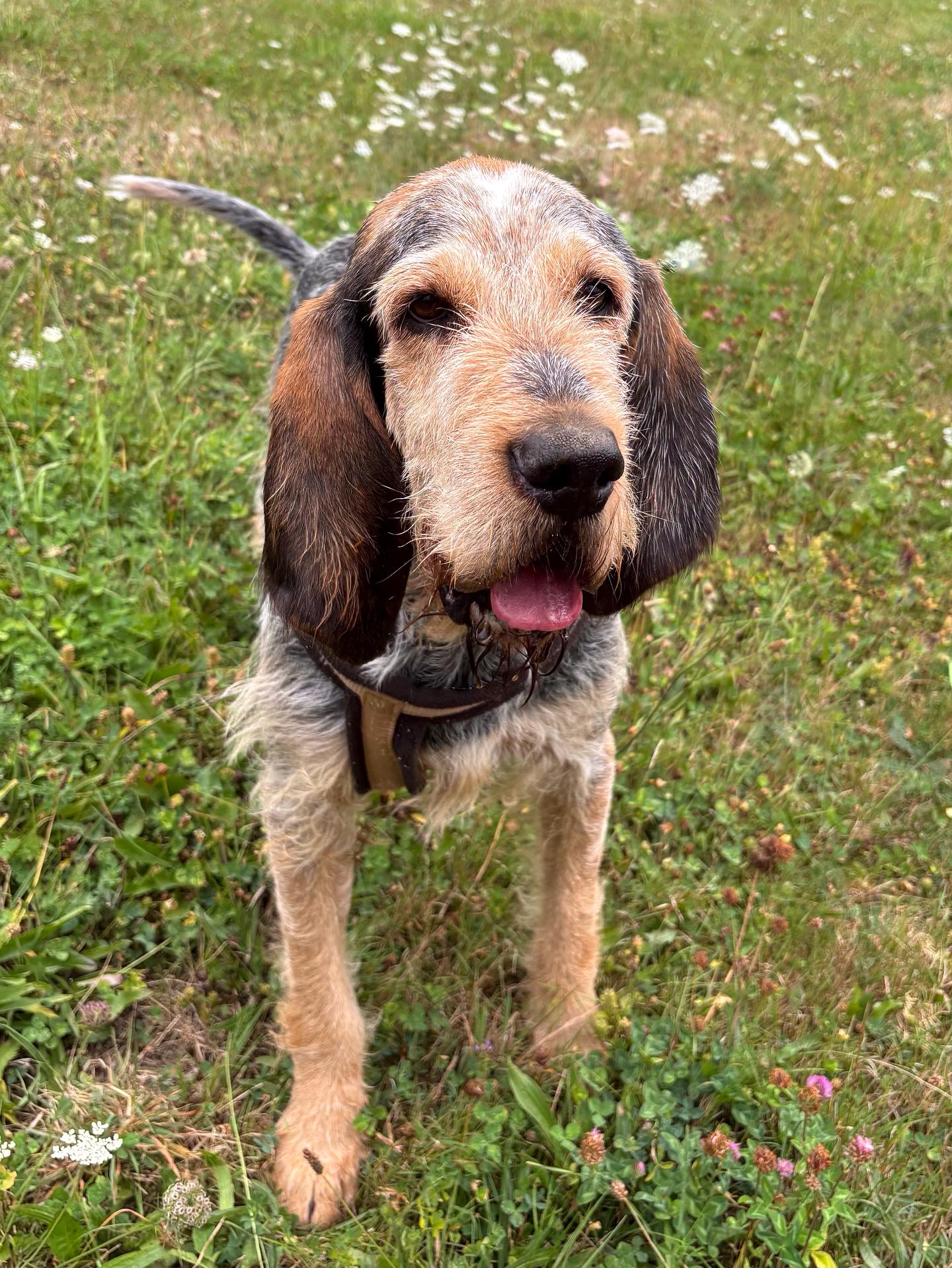 Watson-