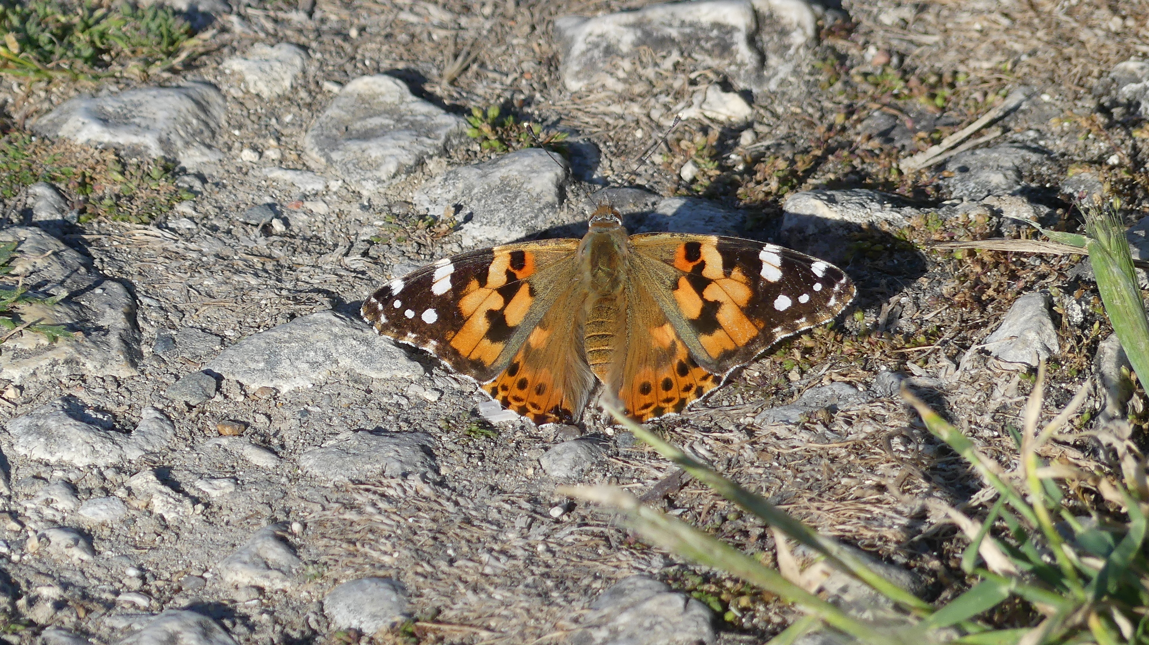 Un papillon observée lors d'une sortie biodiversité organisée par le groupe biodiversité du Collectif Transitions Périgord Noir CTPN.