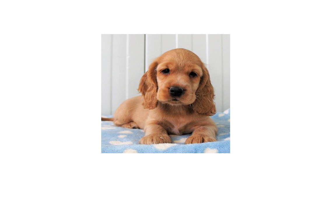 Quelques pistes de réflexion avant d'adopter un chiot