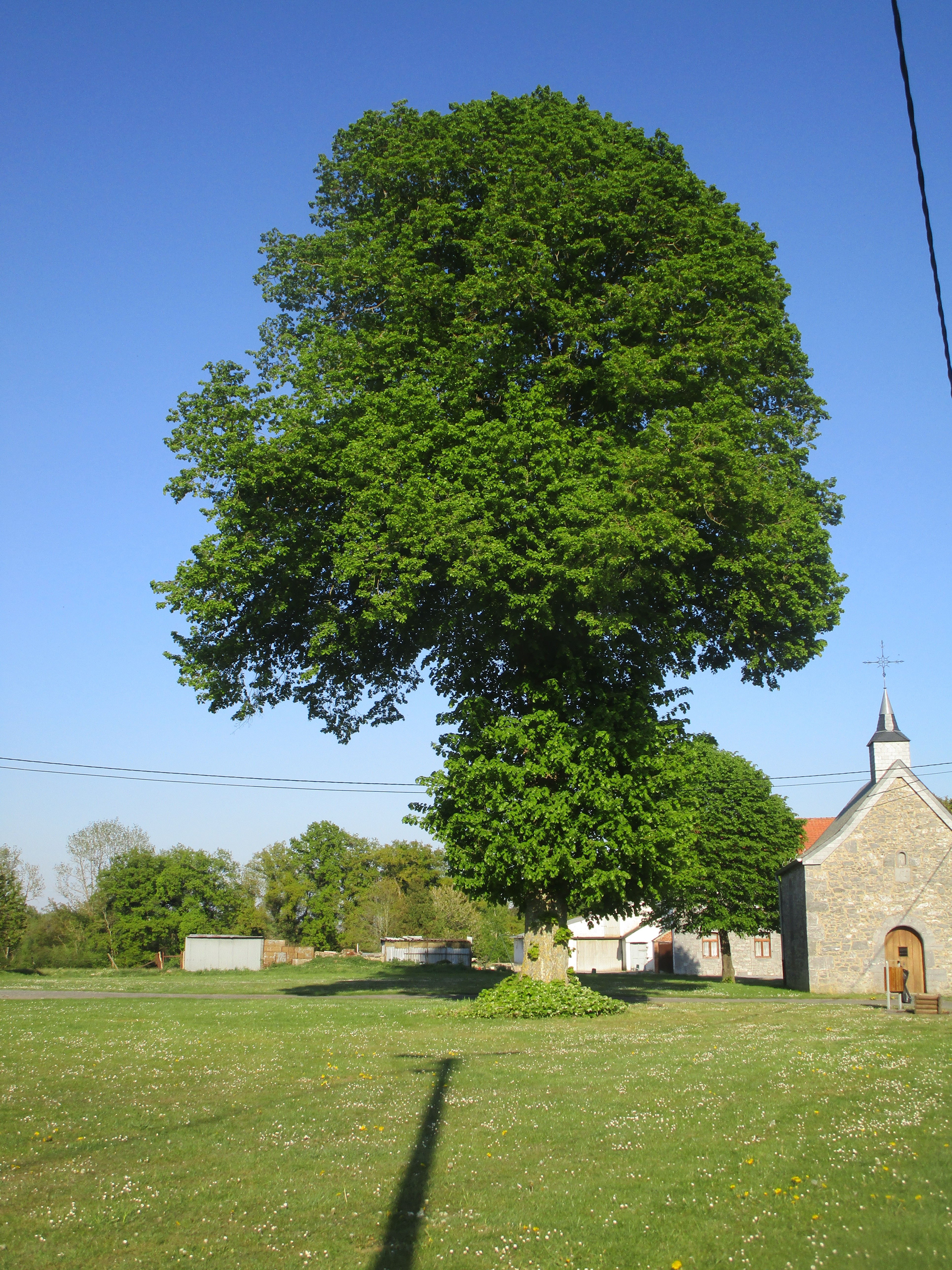 23-Solre-Saint-Gery-rue-Tilleul-commun-Chapelle-Sainte-Anne-