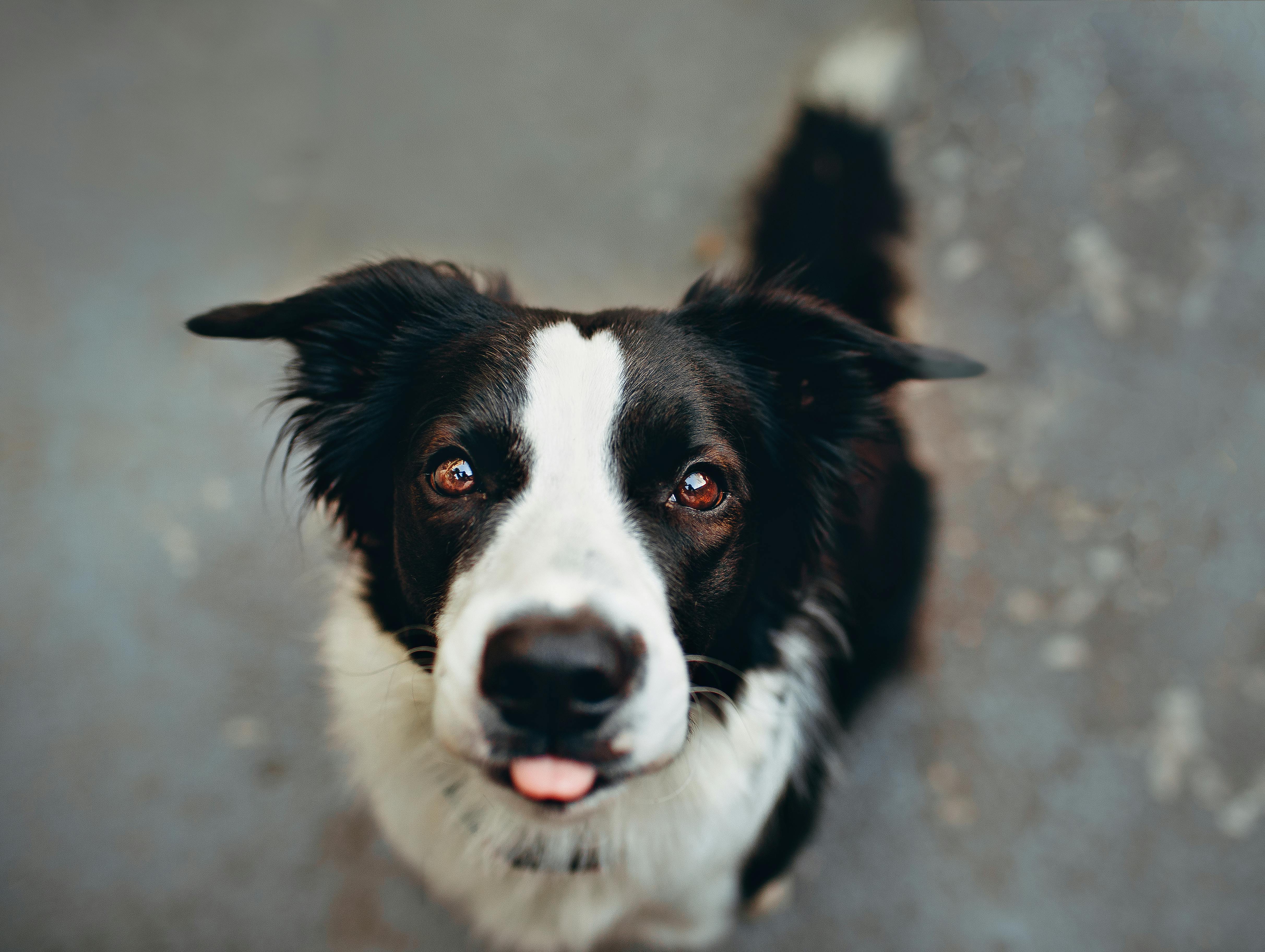 causes de l’agressivité entre chiens