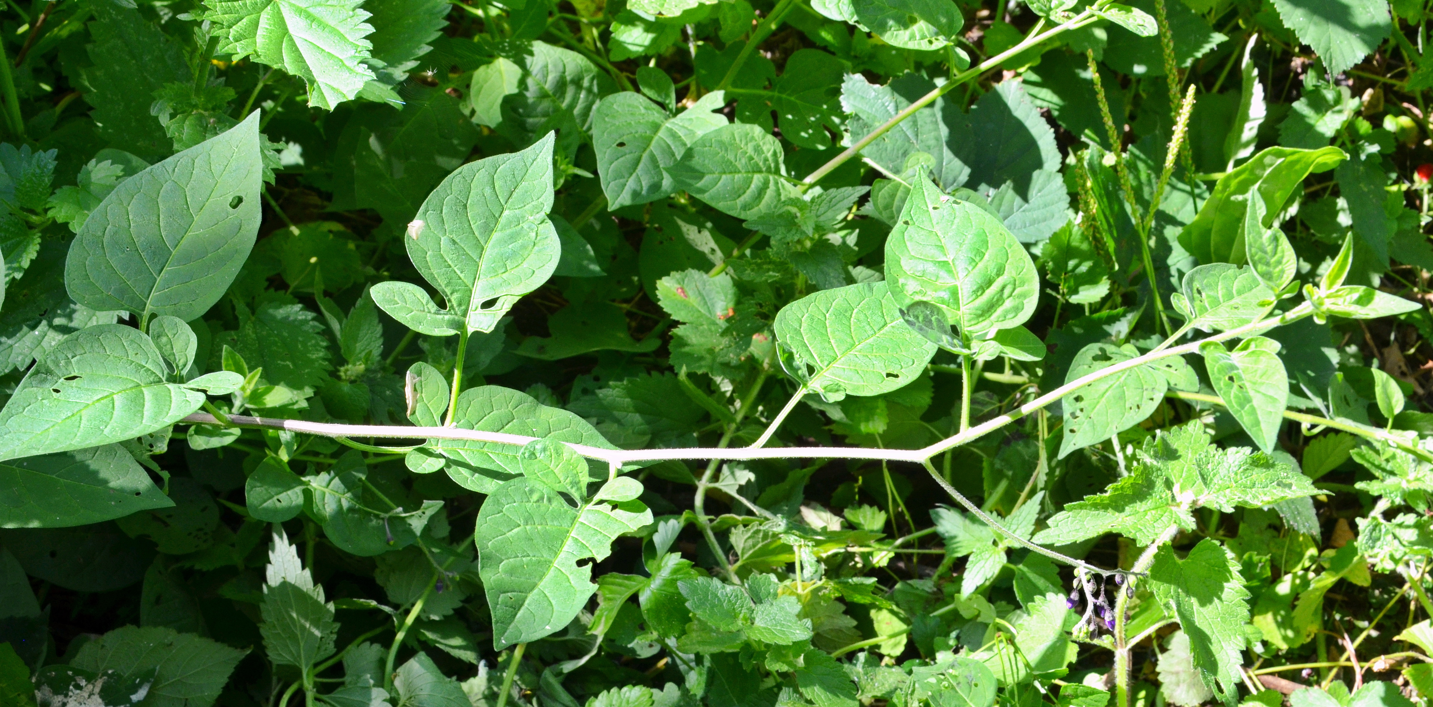 Morelle-douce-amere-branche-et-feuilles-web-02