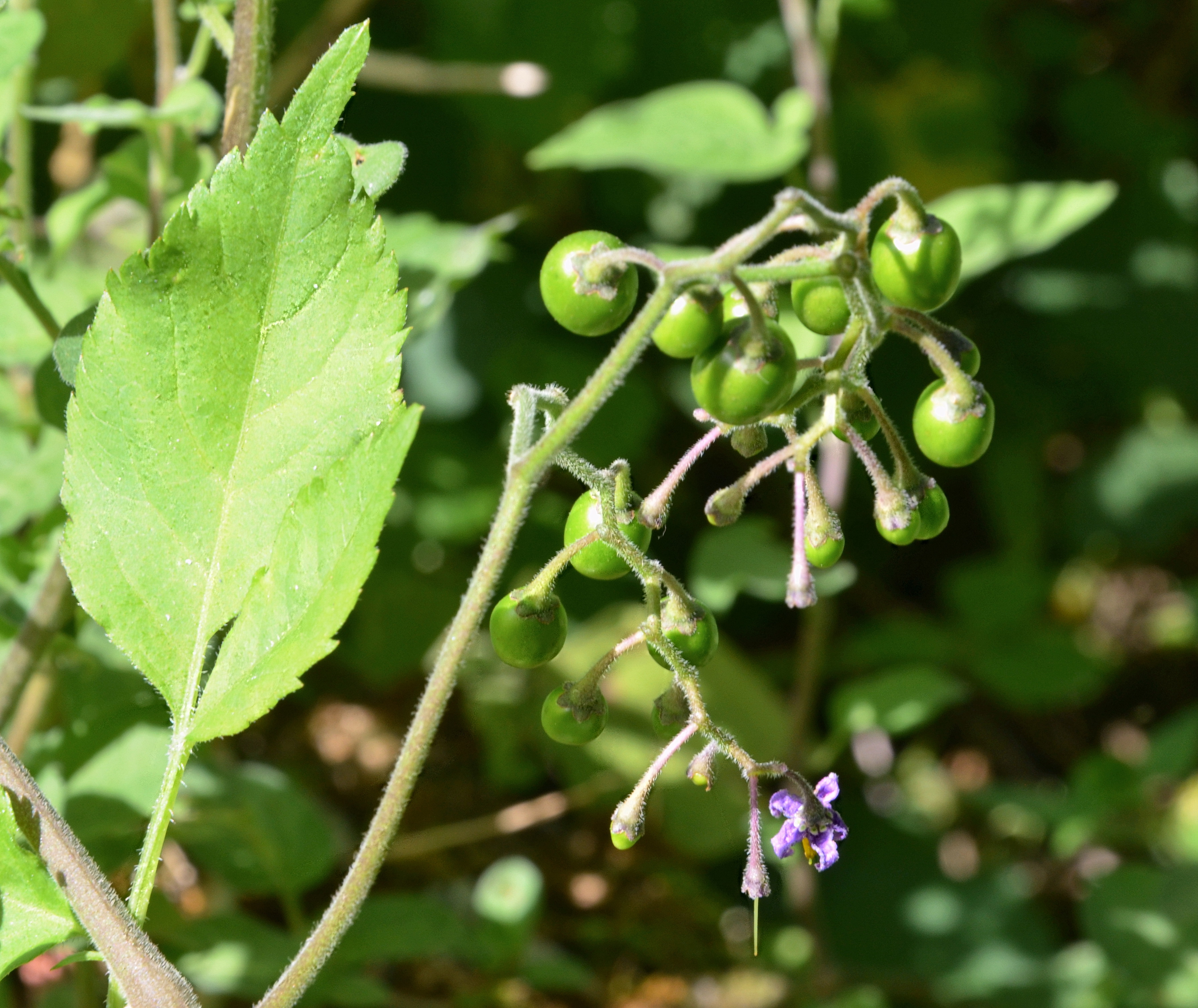 Morelle-douce-amere-grappe-de-fruits-verts-web-03