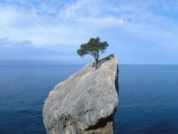 Image survivre arbre